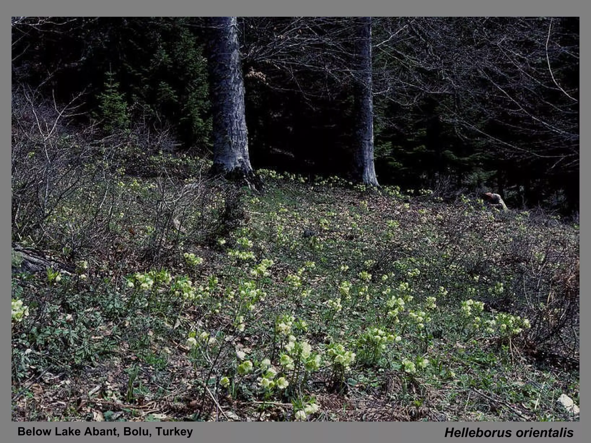 Helleborus orientalis Below Lake Abant, Bolu, Turkey 