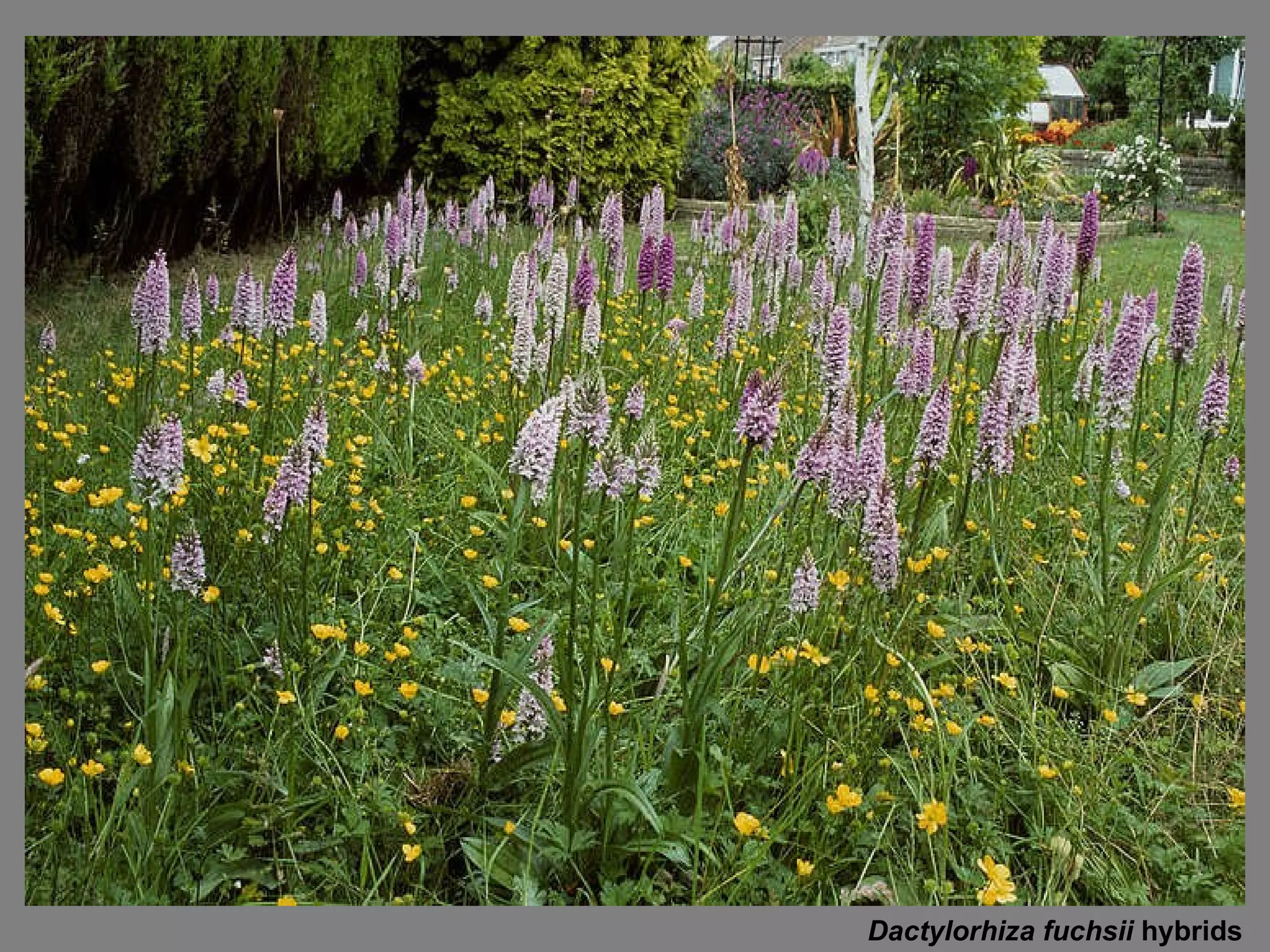 Dactylorhiza fuchsii  hybrids 