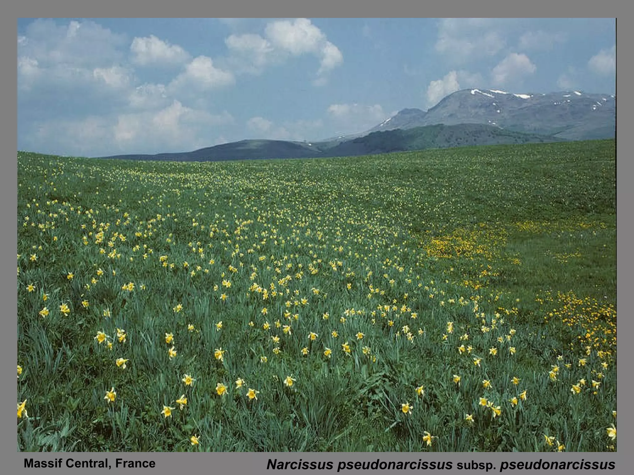 Narcissus pseudonarcissus  subsp.  pseudonarcissus Massif Central, France 