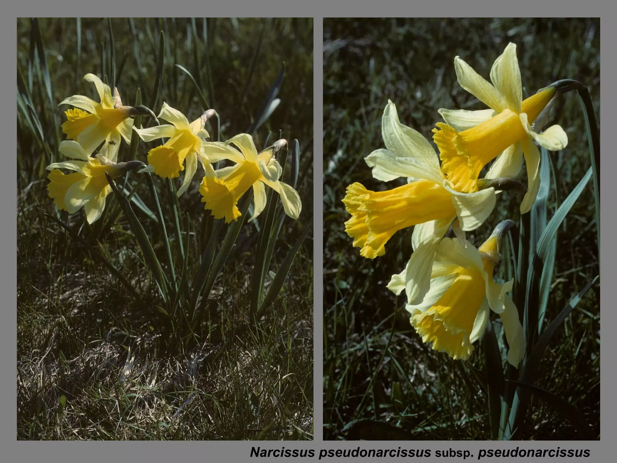Narcissus pseudonarcissus  subsp .  pseudonarcissus   
