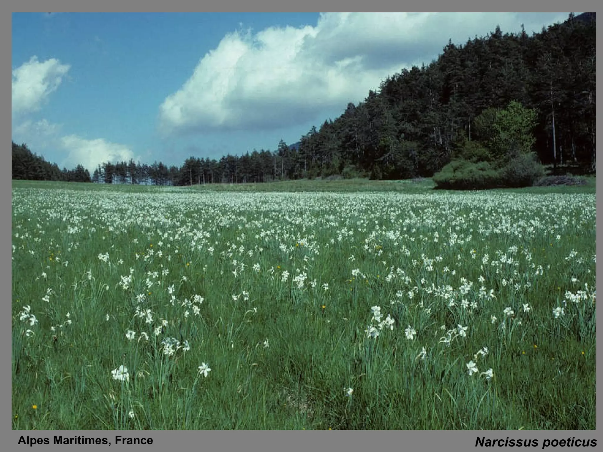 Narcissus poeticus Alpes Maritimes, France 