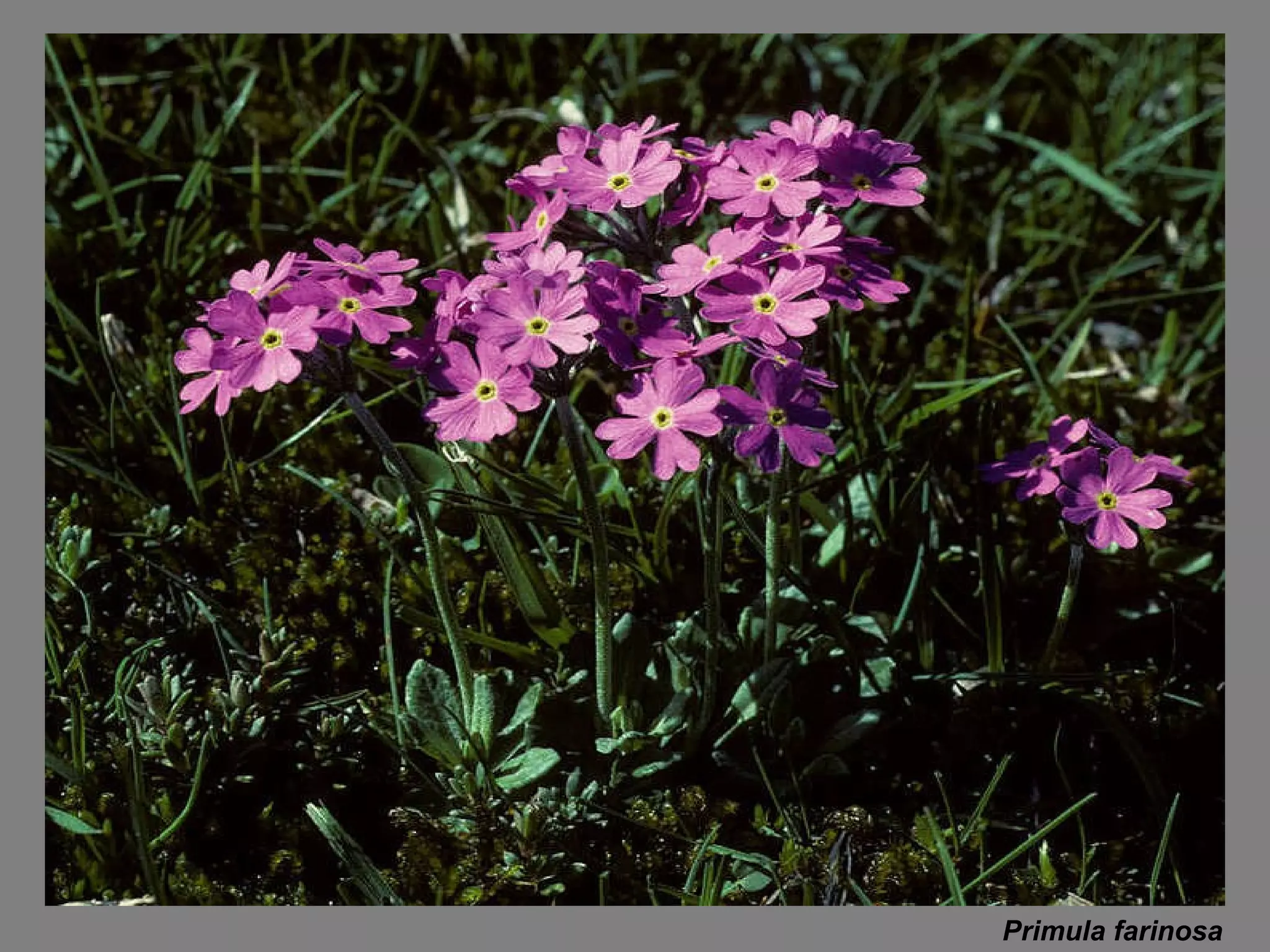 Primula farinosa 