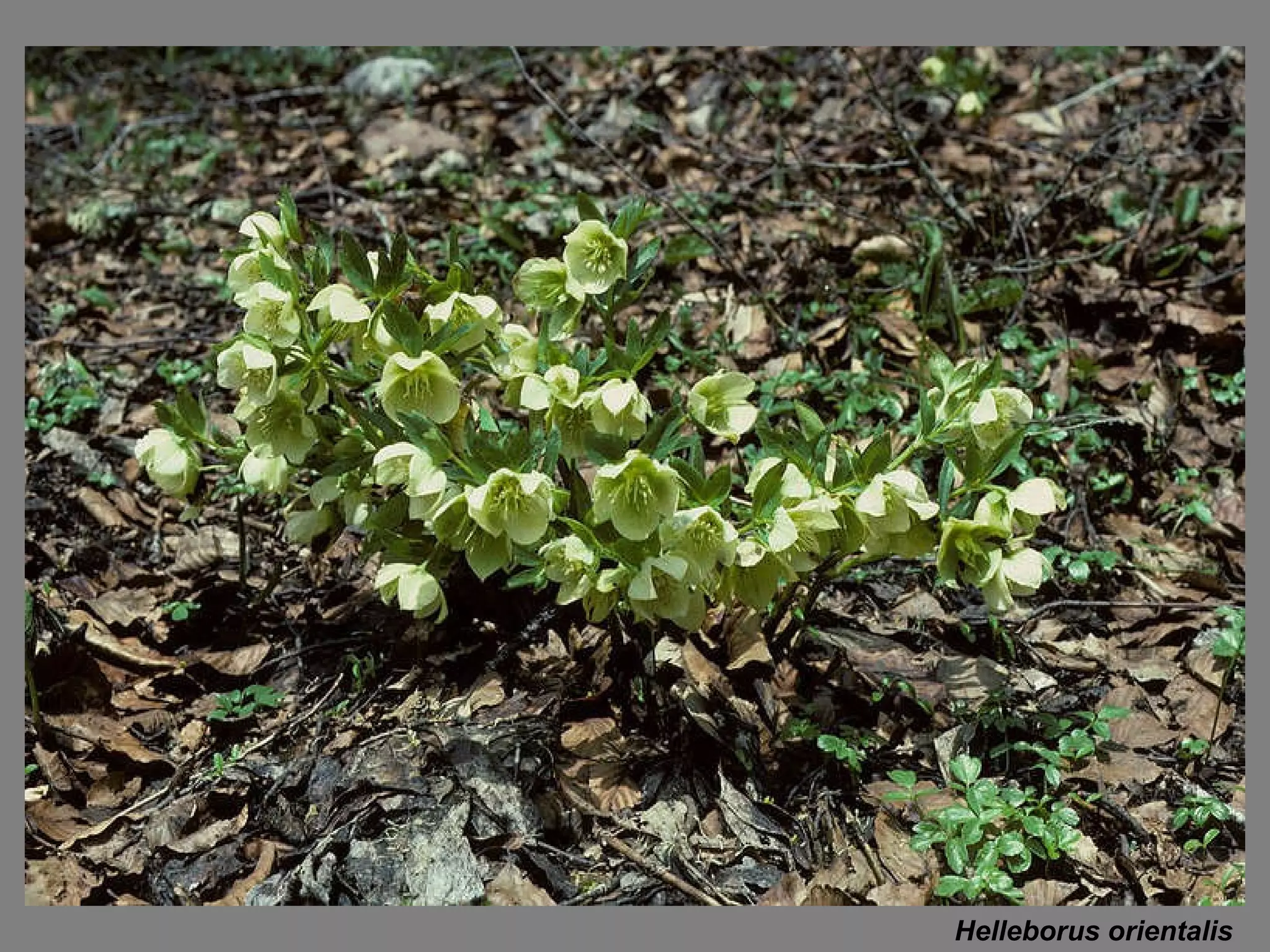 Helleborus orientalis 