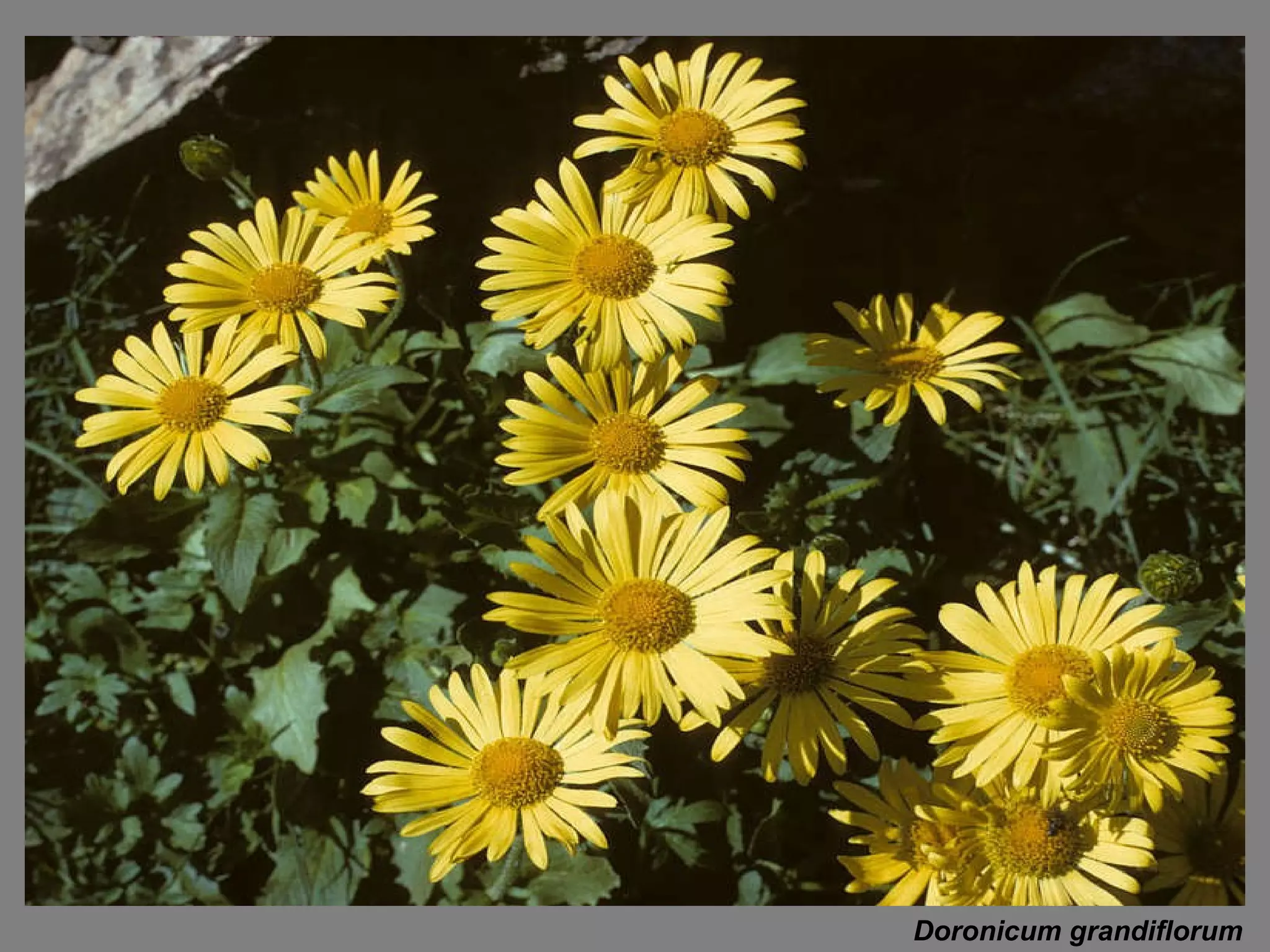Doronicum grandiflorum 