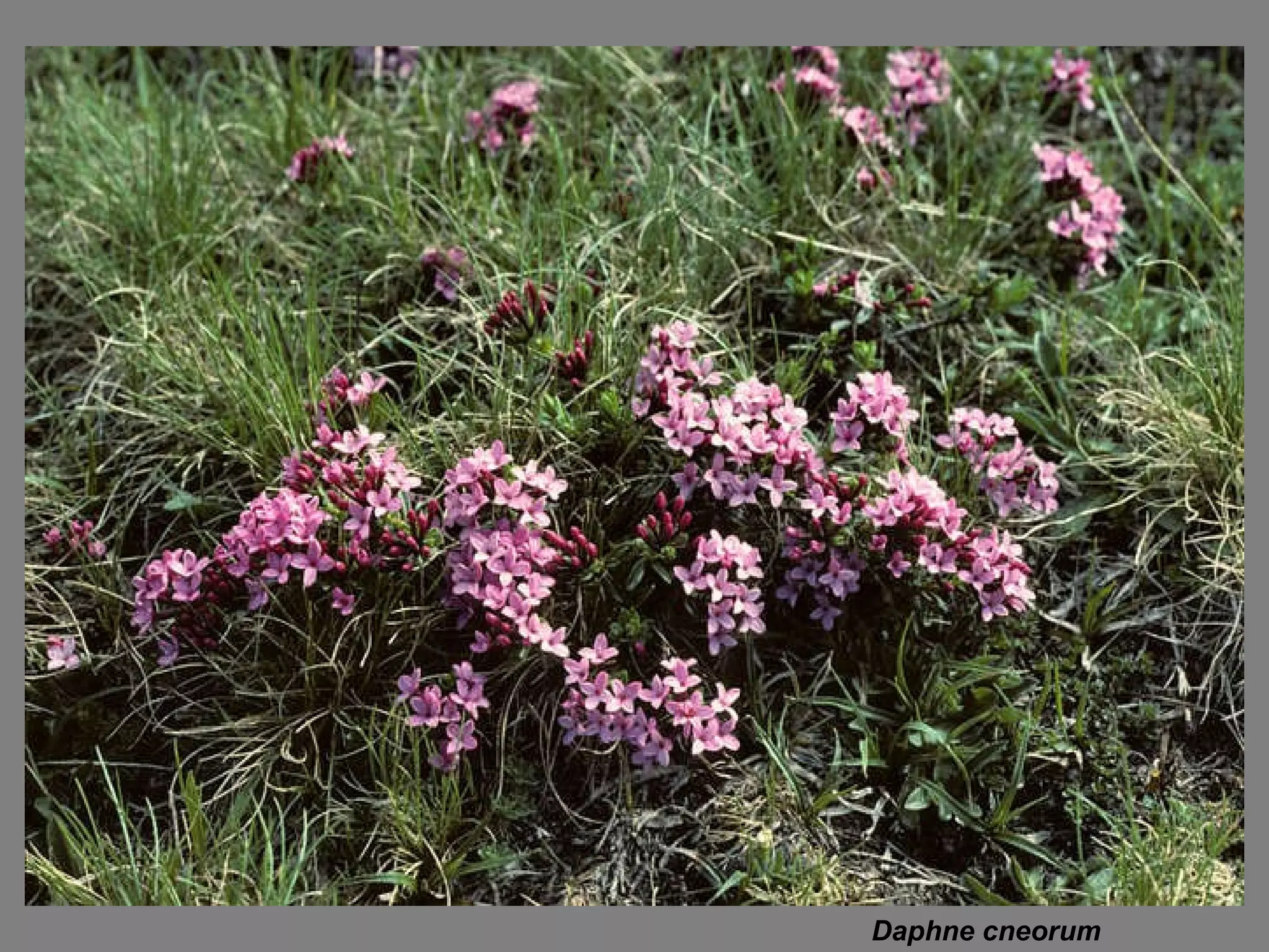 Daphne cneorum  