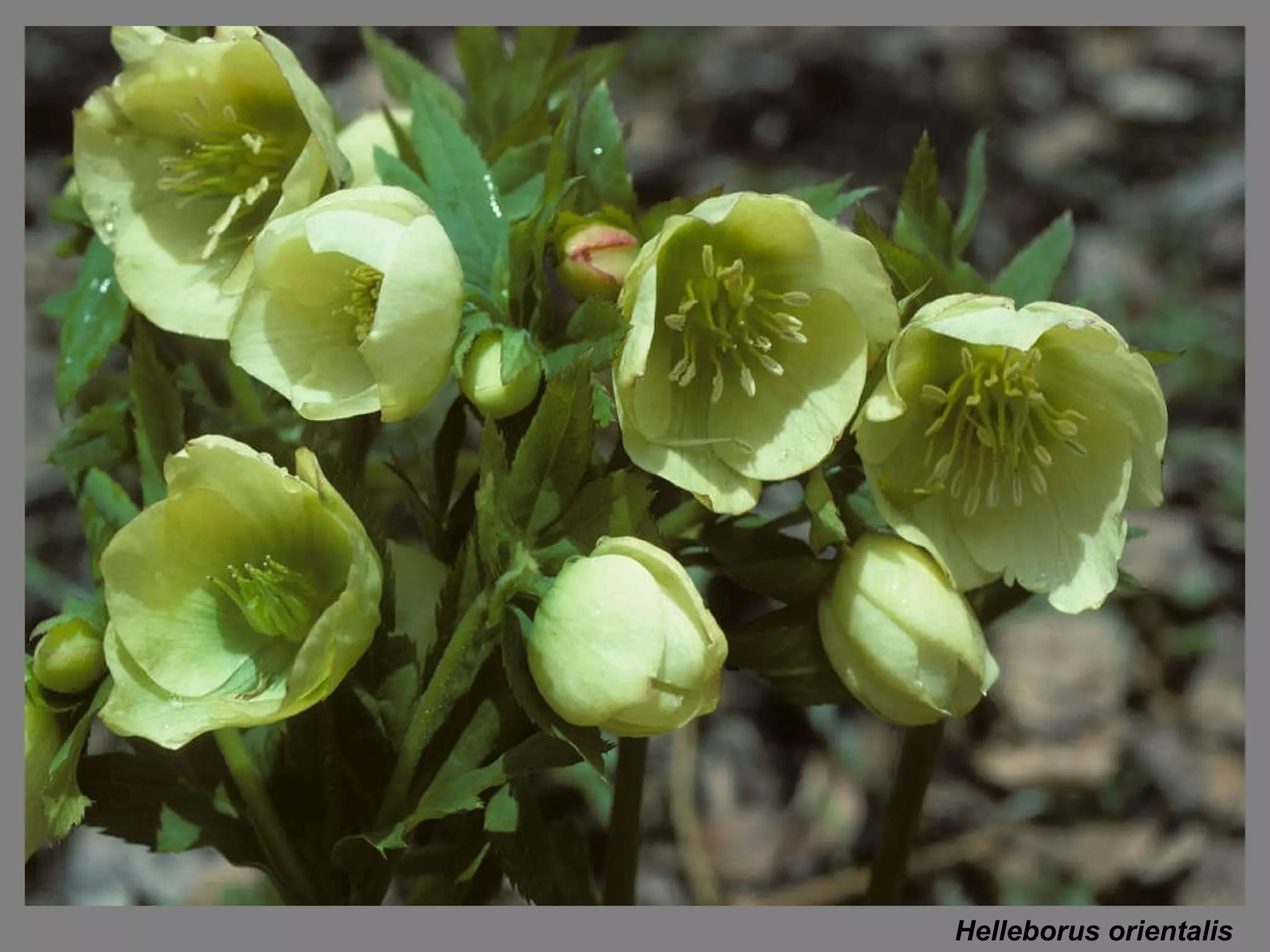 Helleborus orientalis 