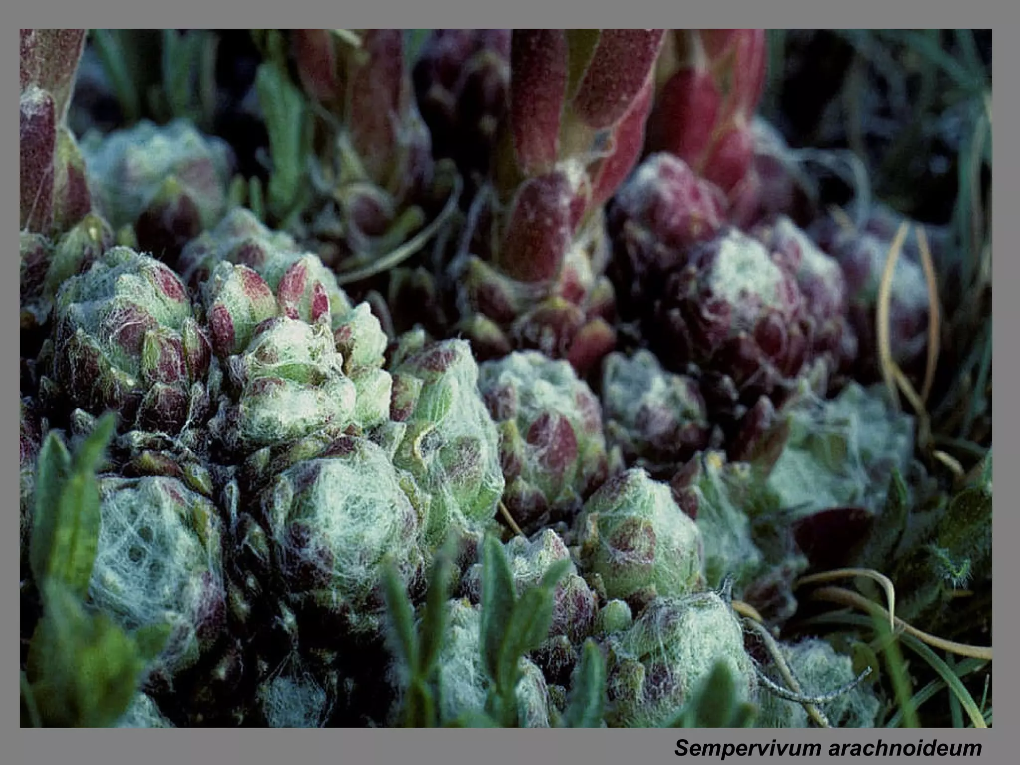 Sempervivum arachnoideum 