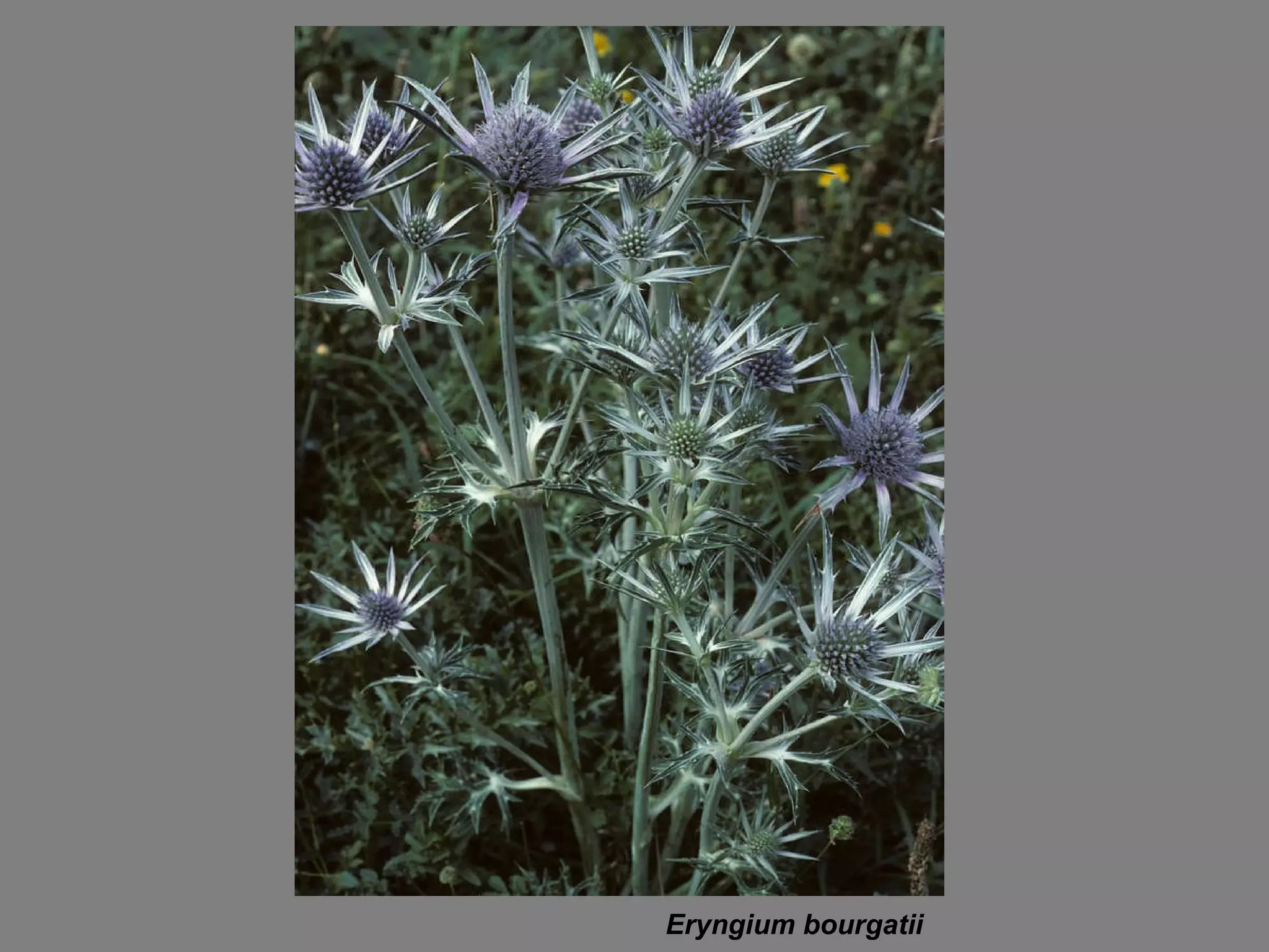Eryngium bourgatii   