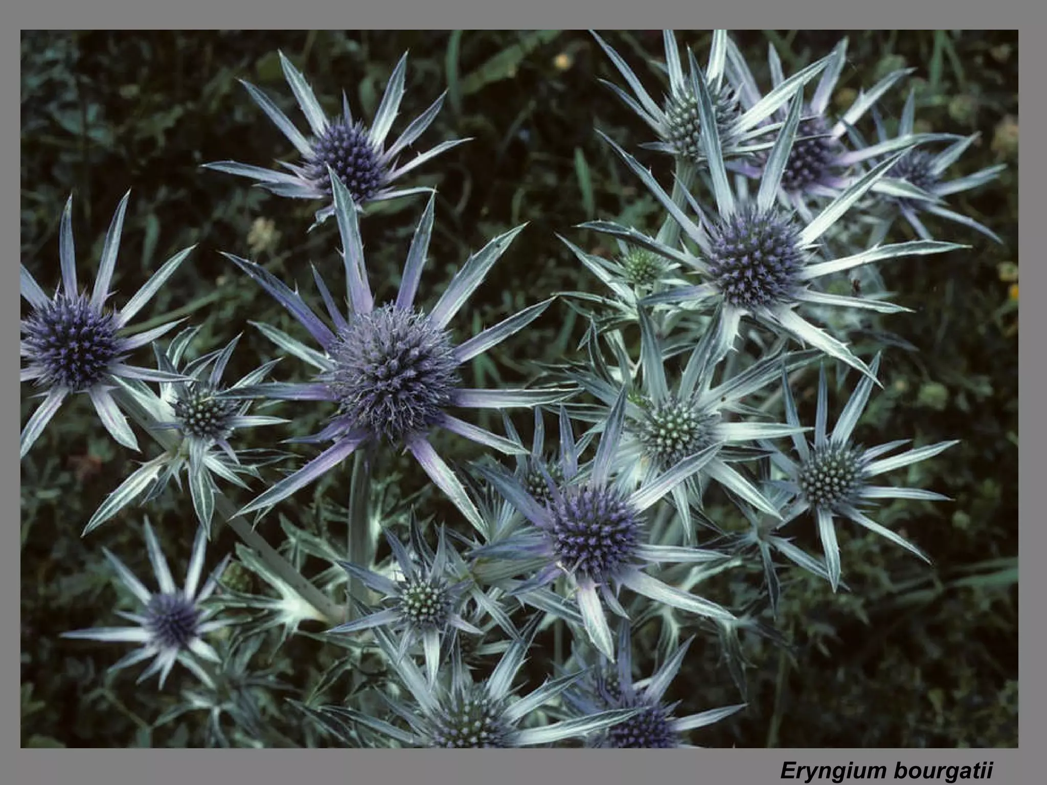Eryngium bourgatii   