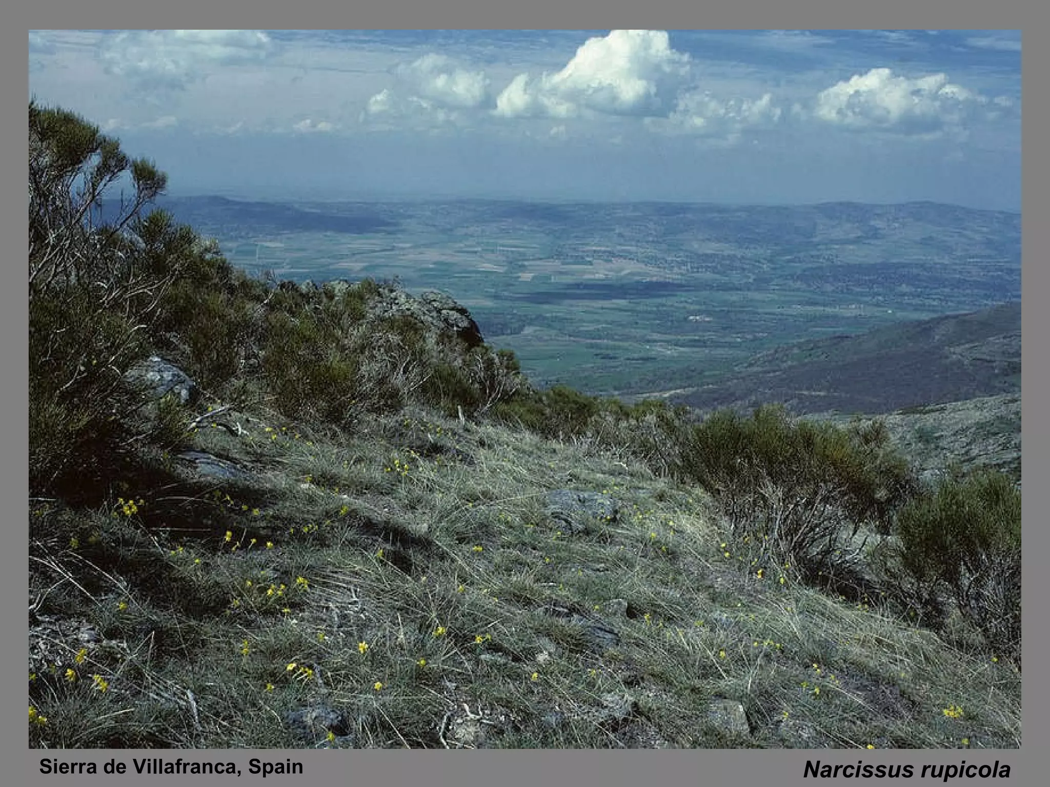 Narcissus rupicola Sierra de Villafranca, Spain 