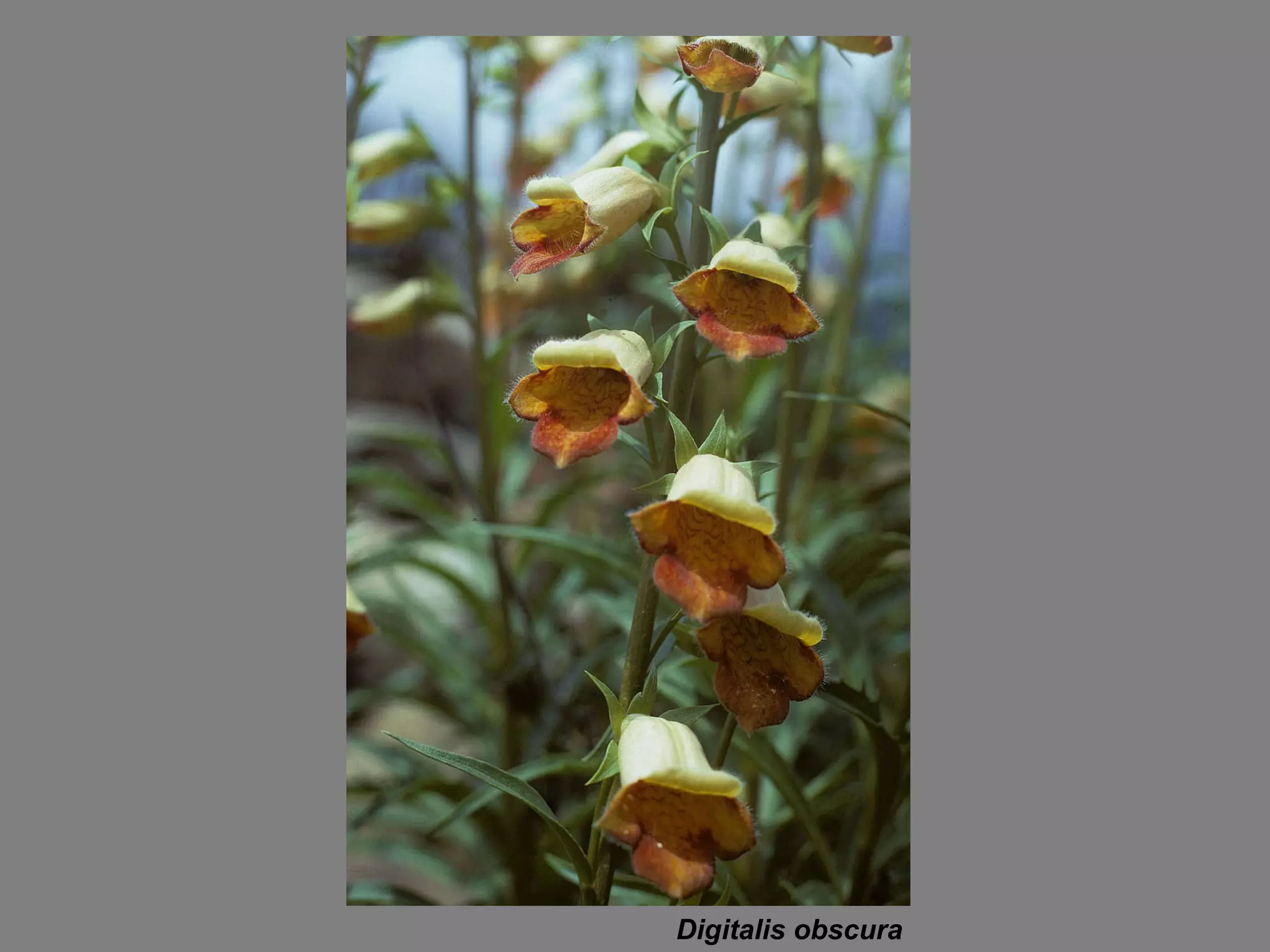 Digitalis obscura 