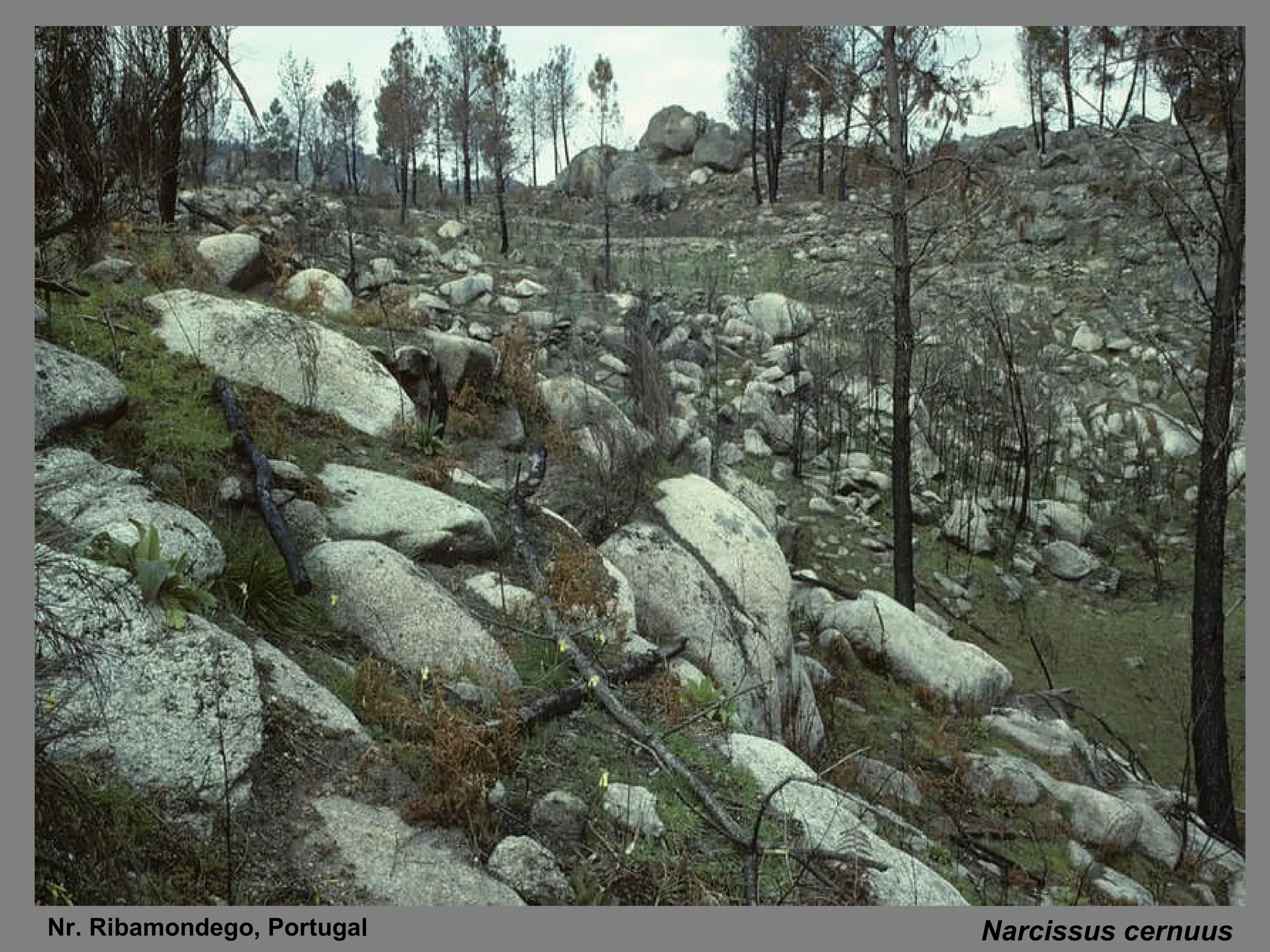 Narcissus cernuus Nr. Ribamondego, Portugal 