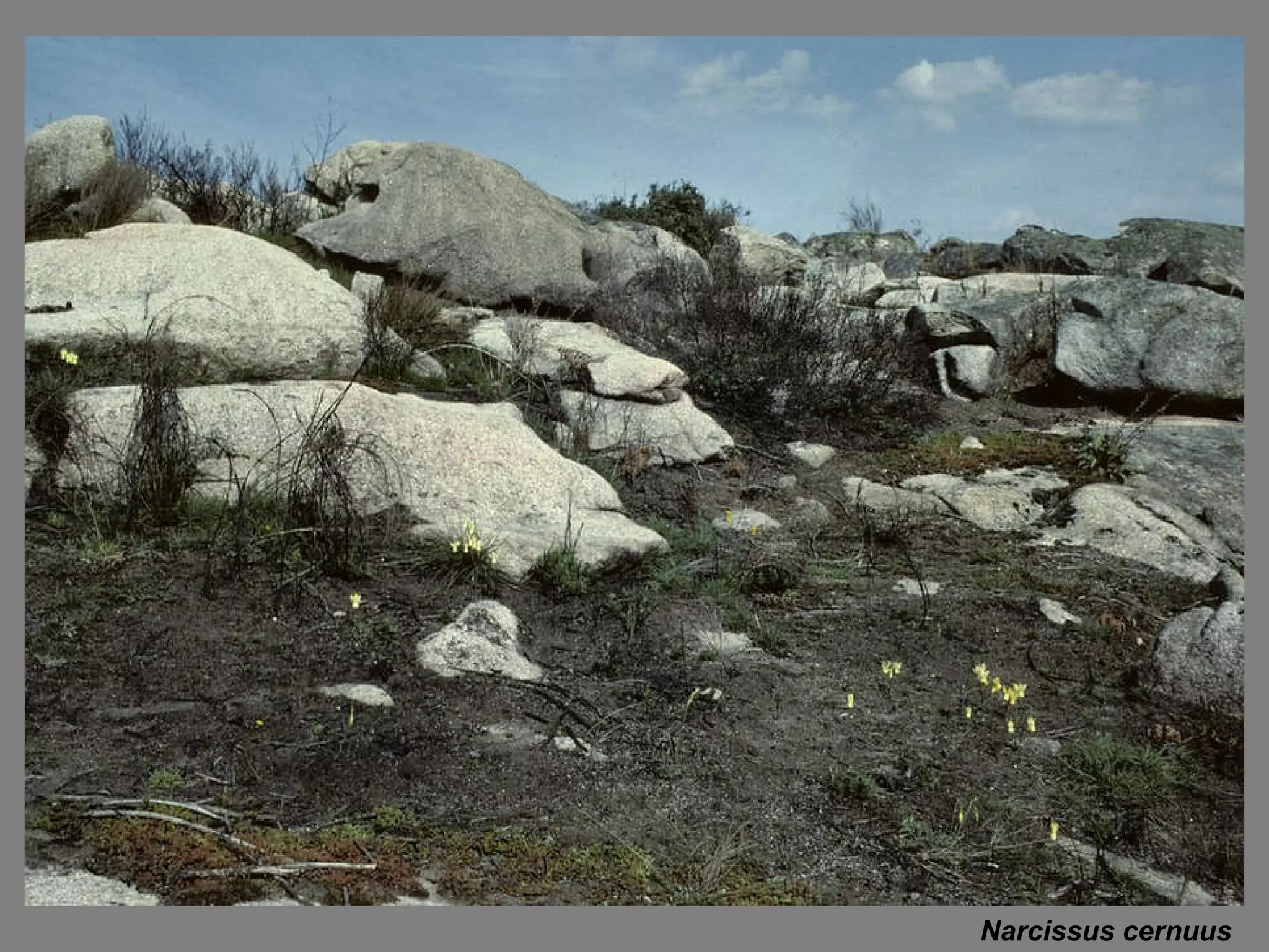 Narcissus cernuus 