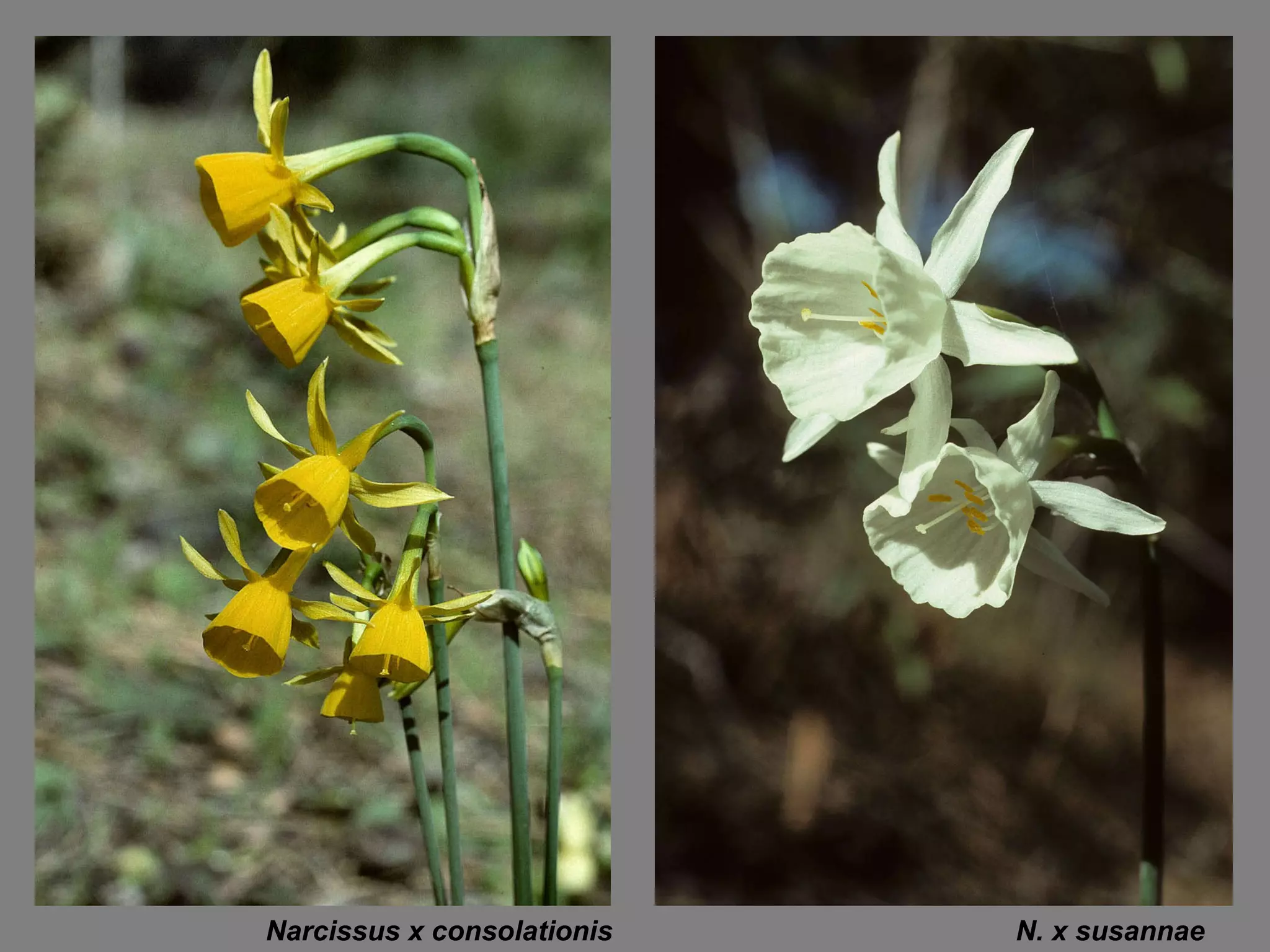 Narcissus x consolationis N. x susannae  