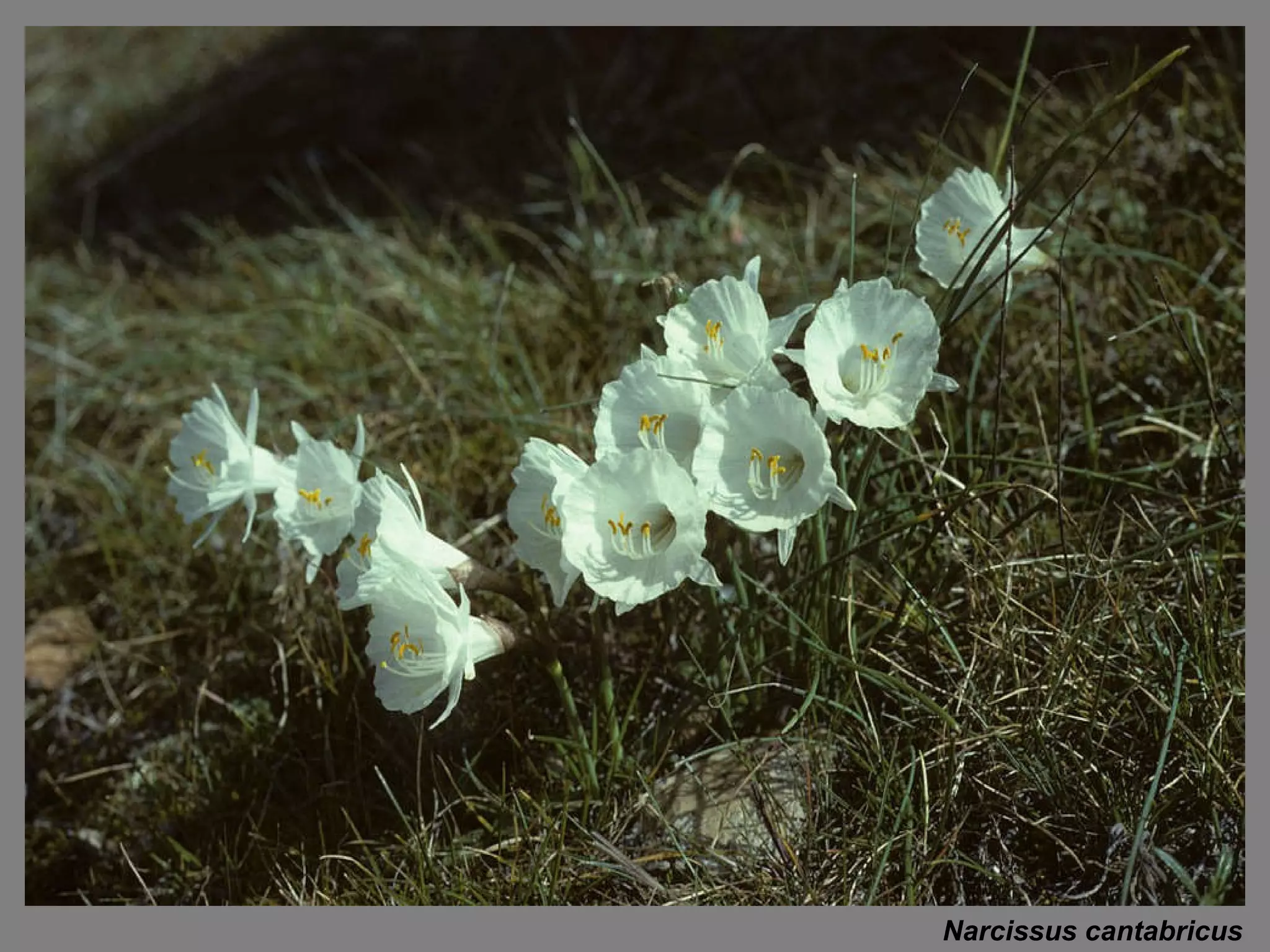 Narcissus cantabricus 