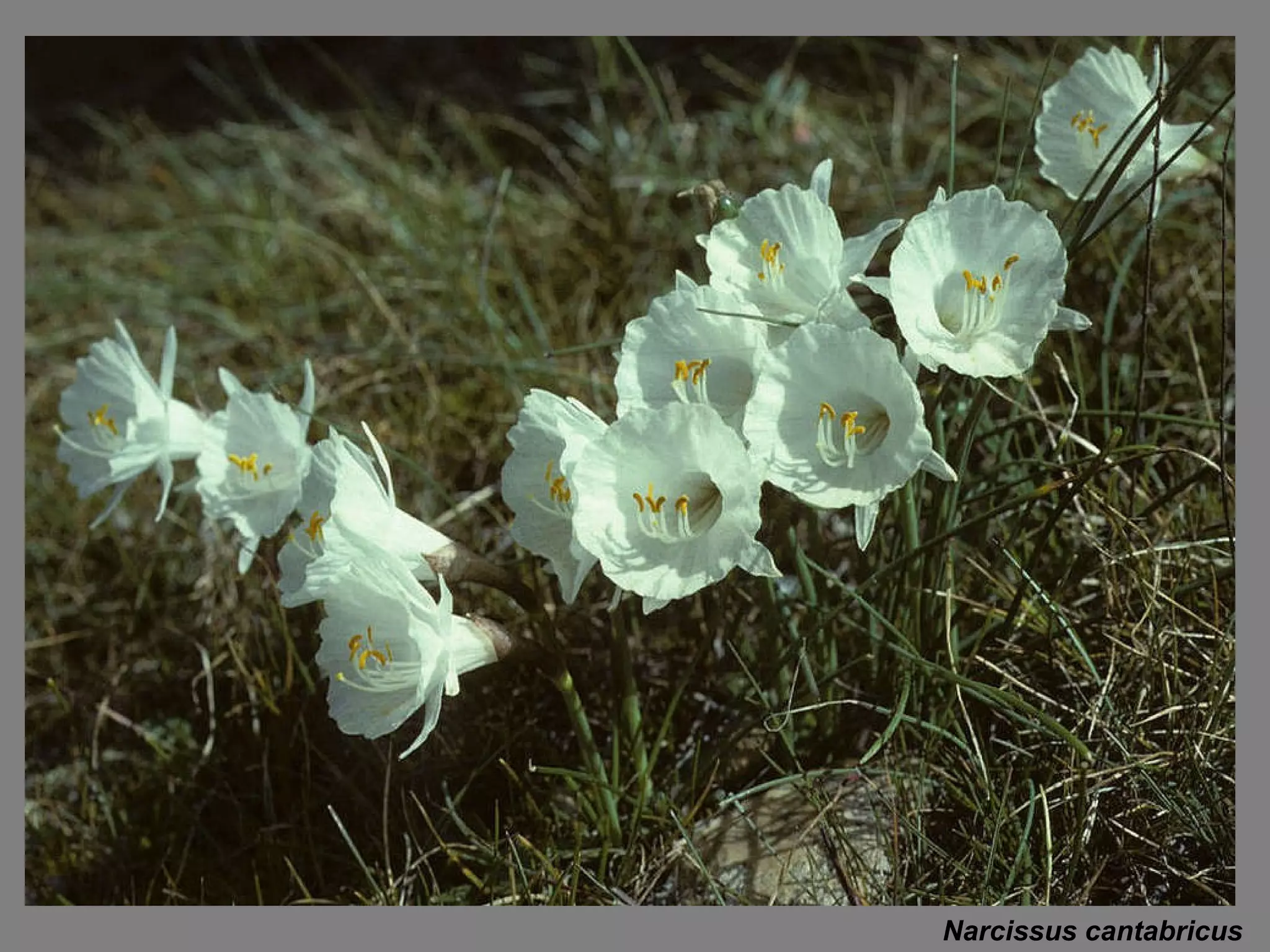 Narcissus cantabricus 