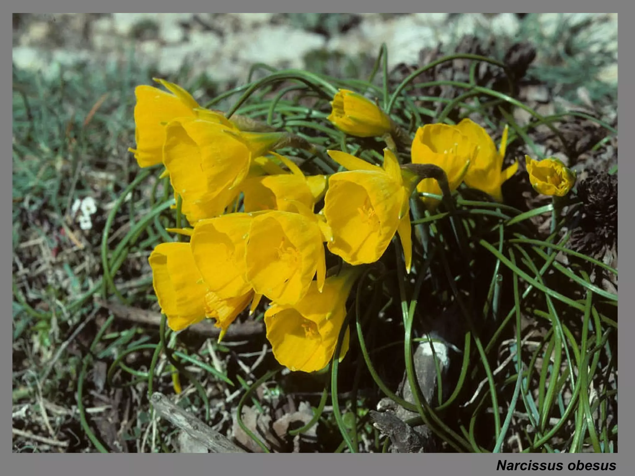 Narcissus obesus 