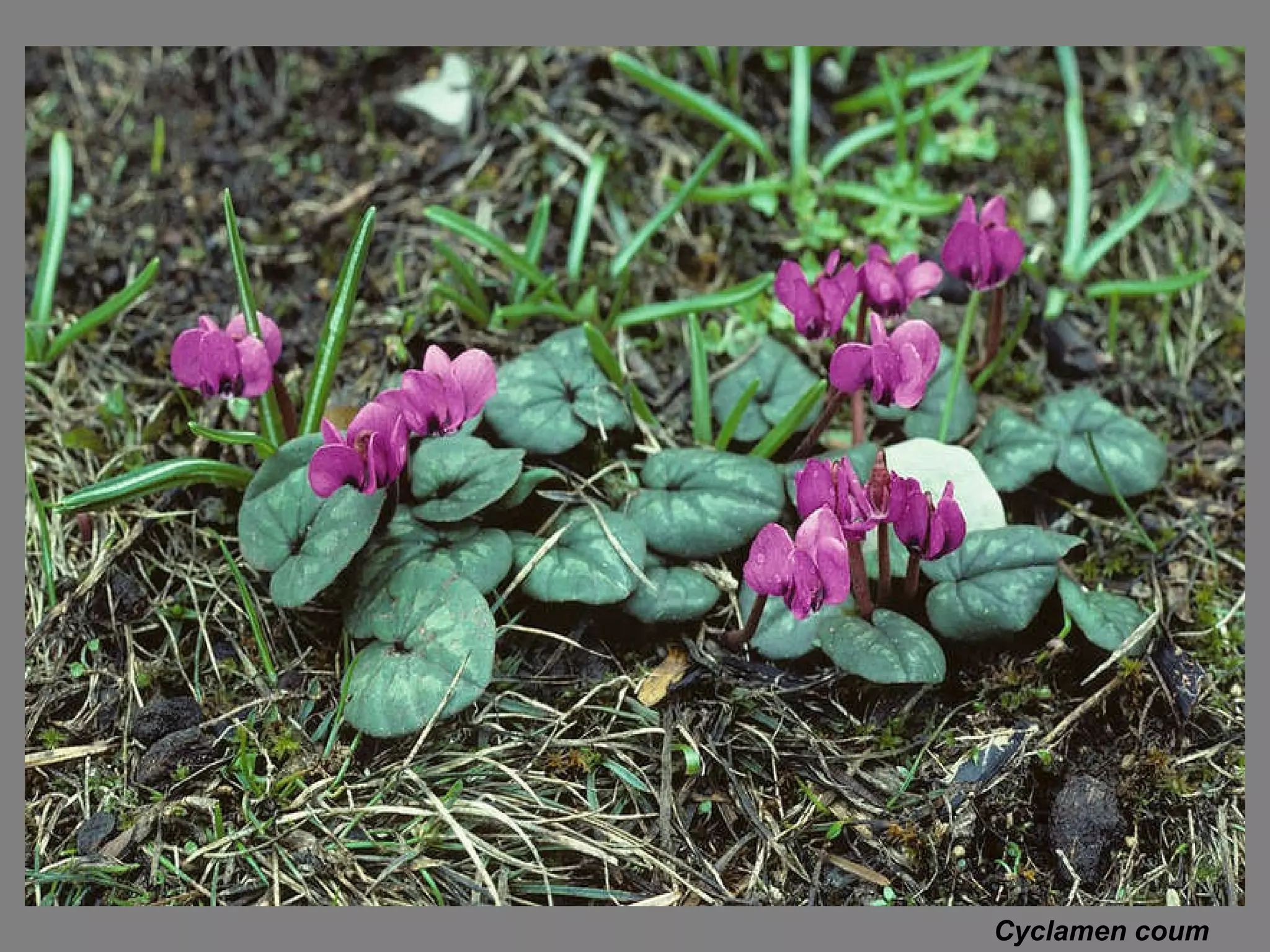 Cyclamen coum   