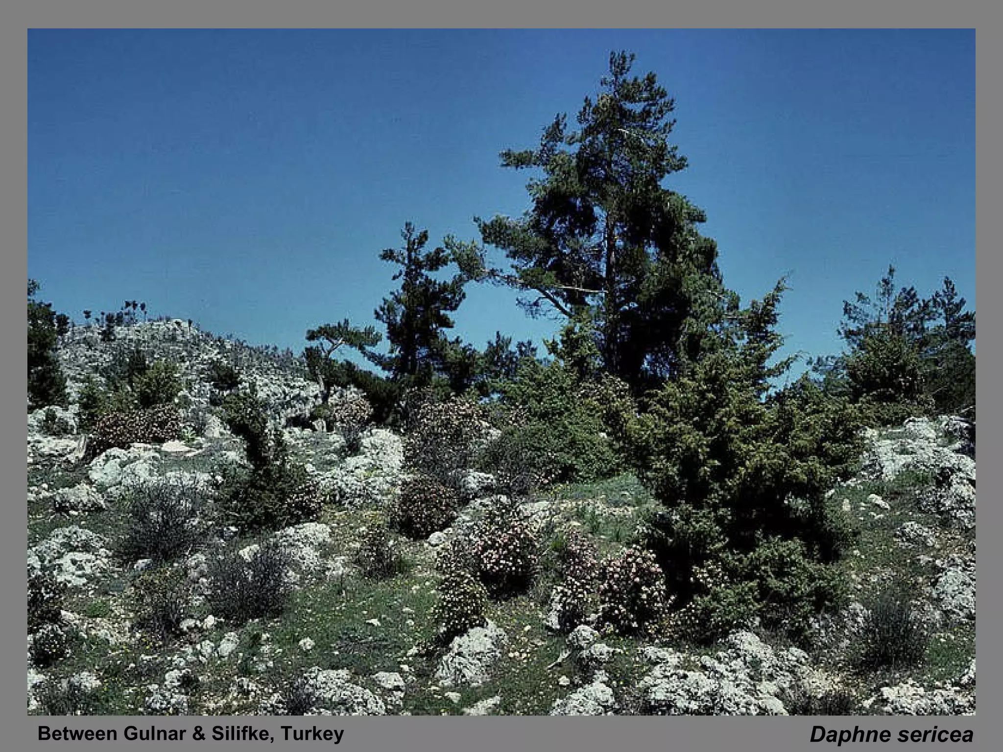 Daphne sericea Between Gulnar & Silifke, Turkey 