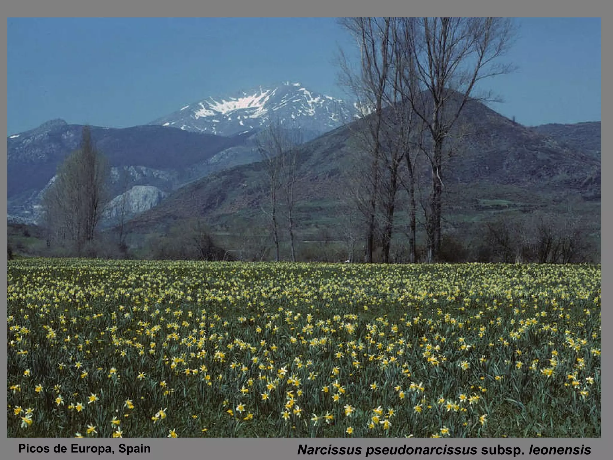 Narcissus pseudonarcissus  subsp.  leonensis   Picos de Europa, Spain 