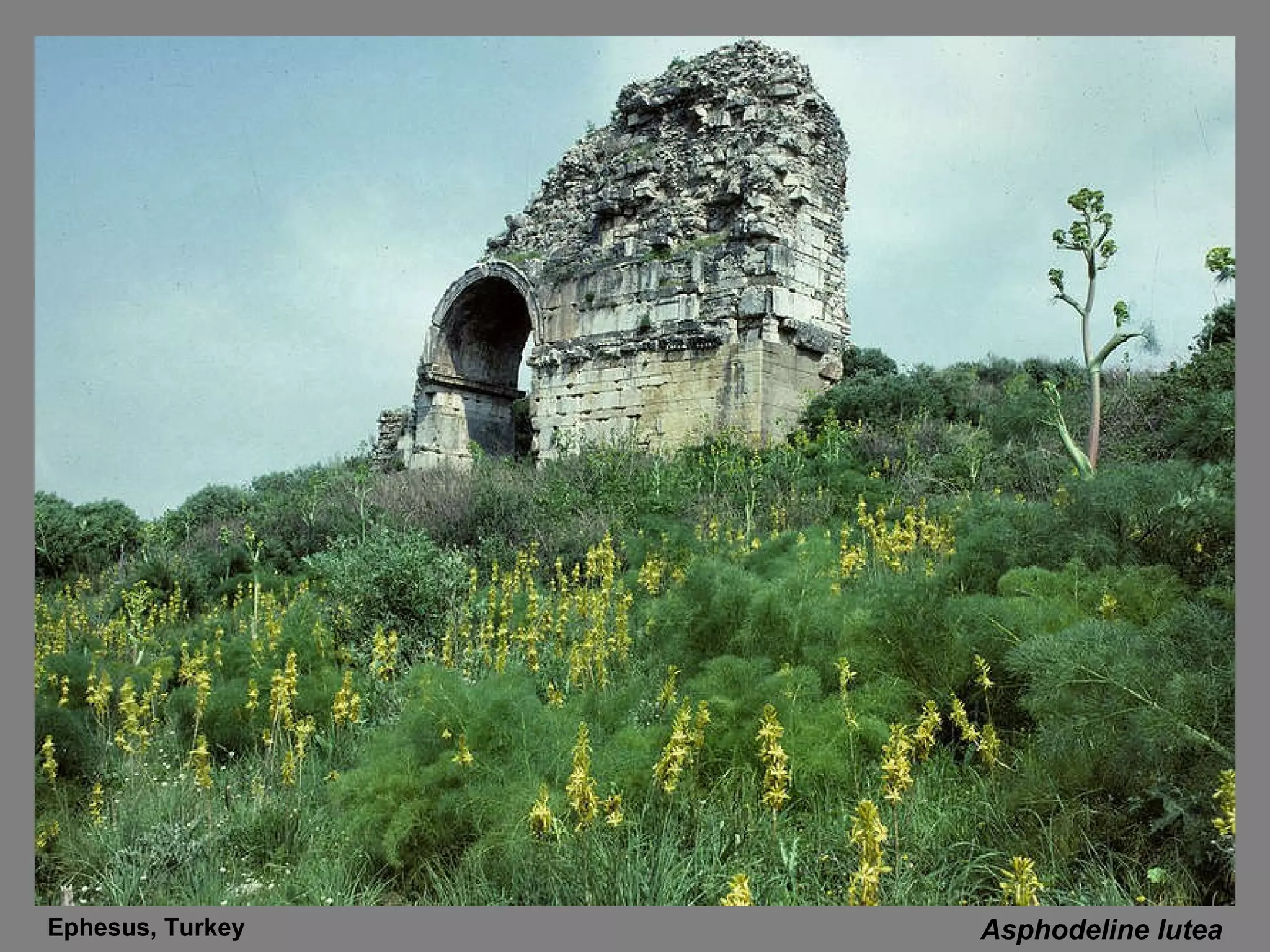 Asphodeline lutea Ephesus, Turkey 