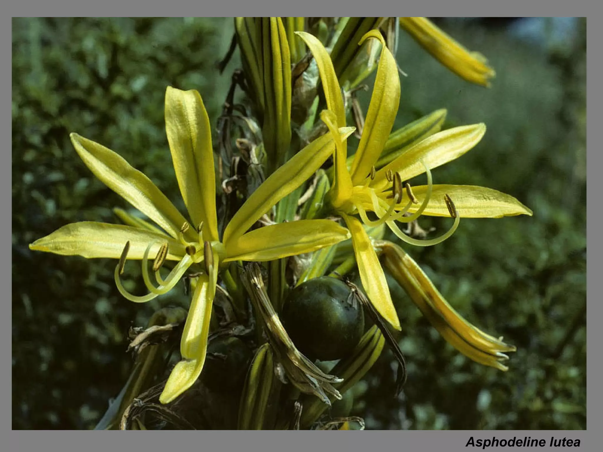 Asphodeline lutea 