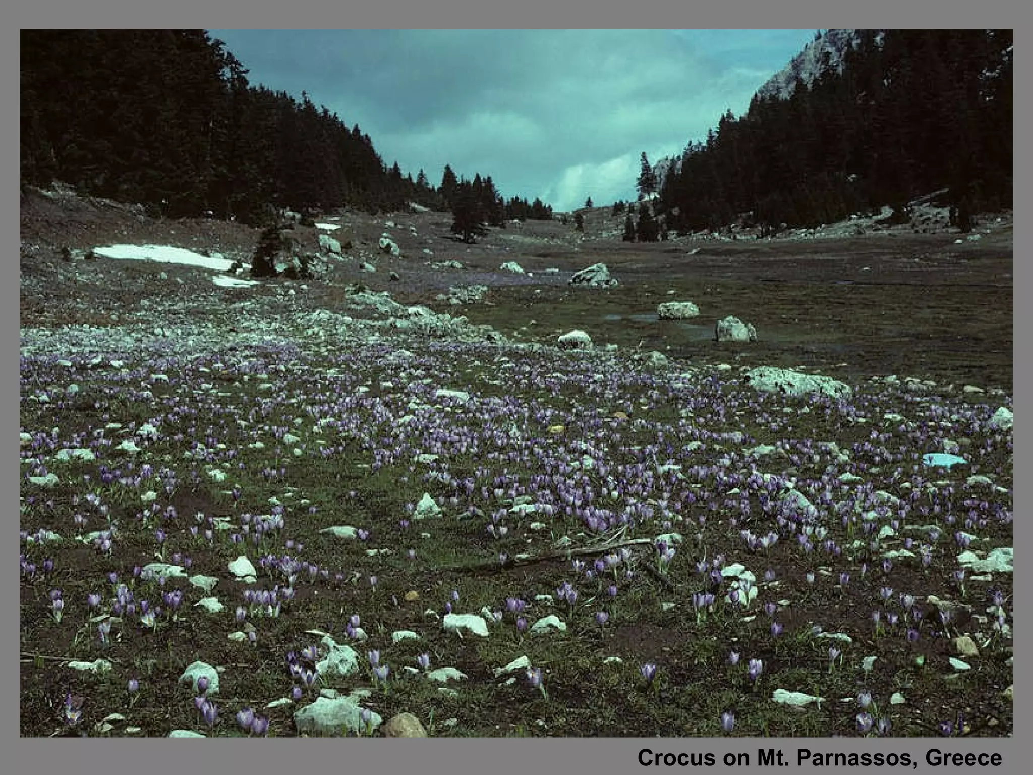 Crocus on Mt. Parnassos, Greece 