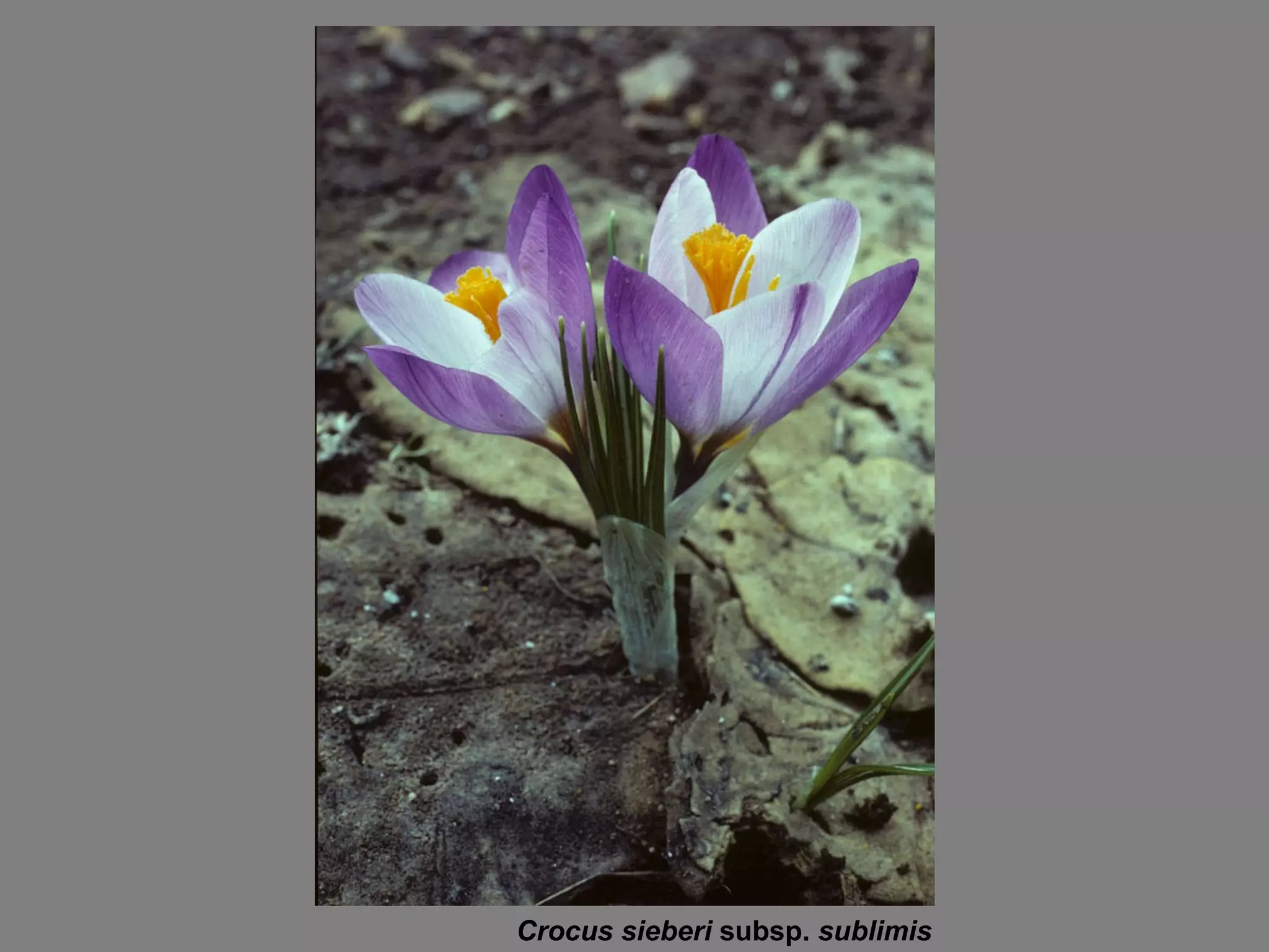 Crocus sieberi  subsp.  sublimis 