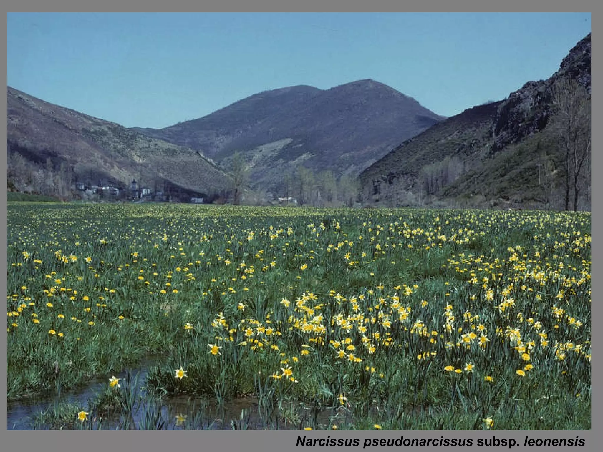 Narcissus pseudonarcissus  subsp.  leonensis 