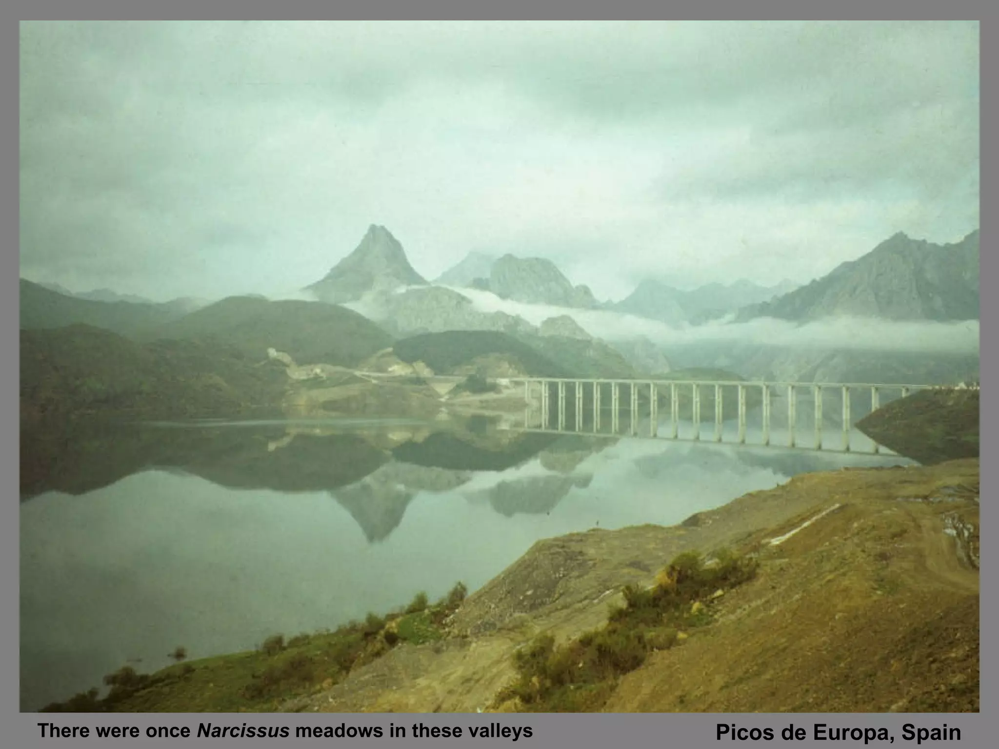 Picos de Europa, Spain There were once  Narcissus  meadows in these valleys 