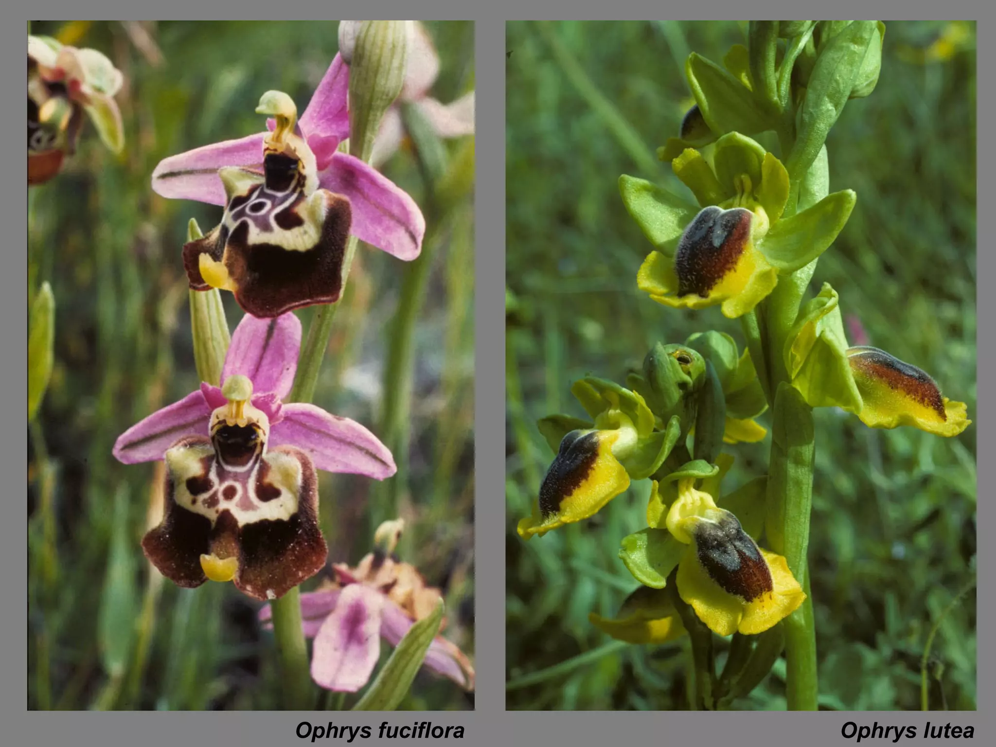 Ophrys fuciflora Ophrys lutea 