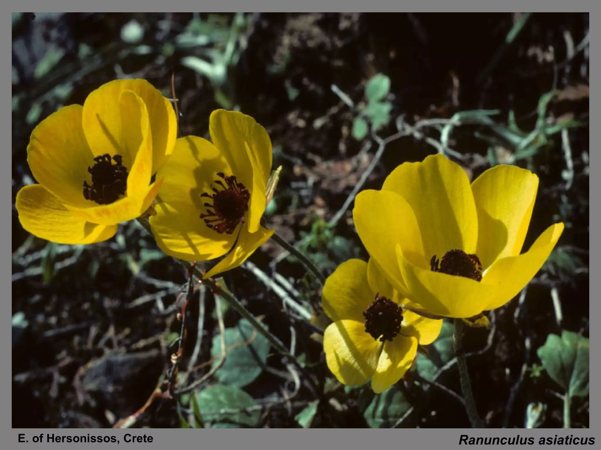 Ranunculus asiaticus E. of Hersonissos, Crete 
