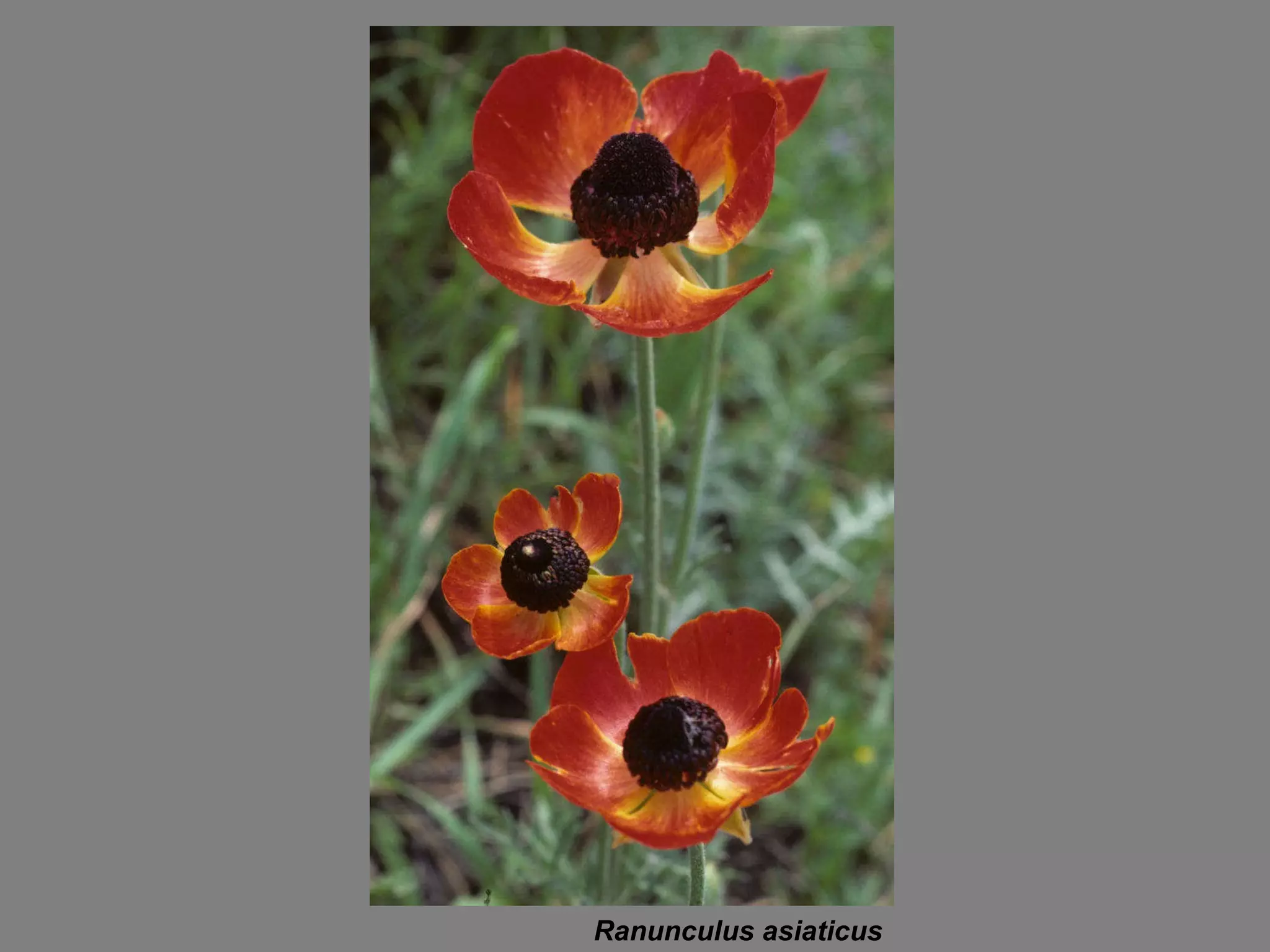 Ranunculus asiaticus 