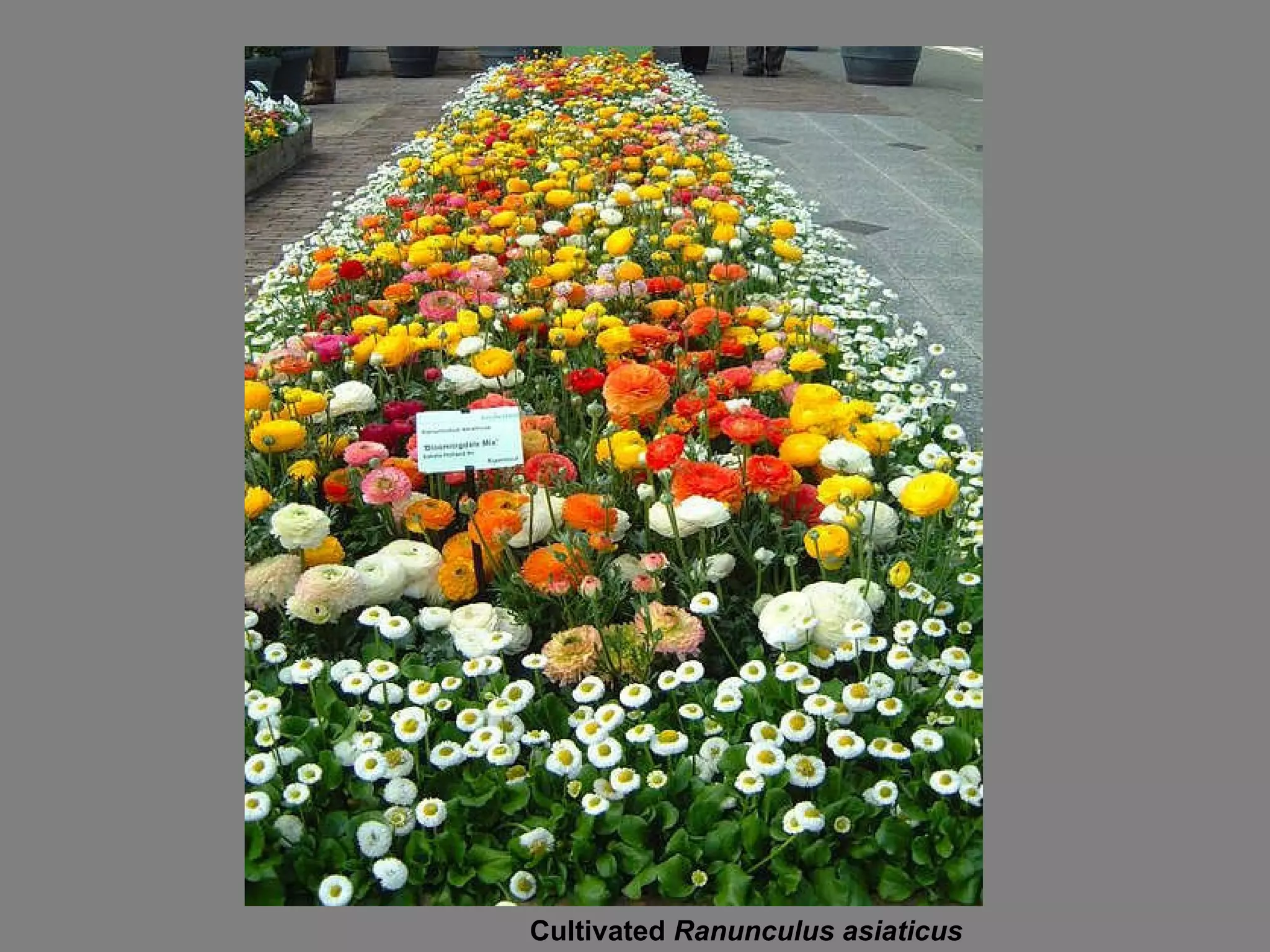 Cultivated  Ranunculus asiaticus 