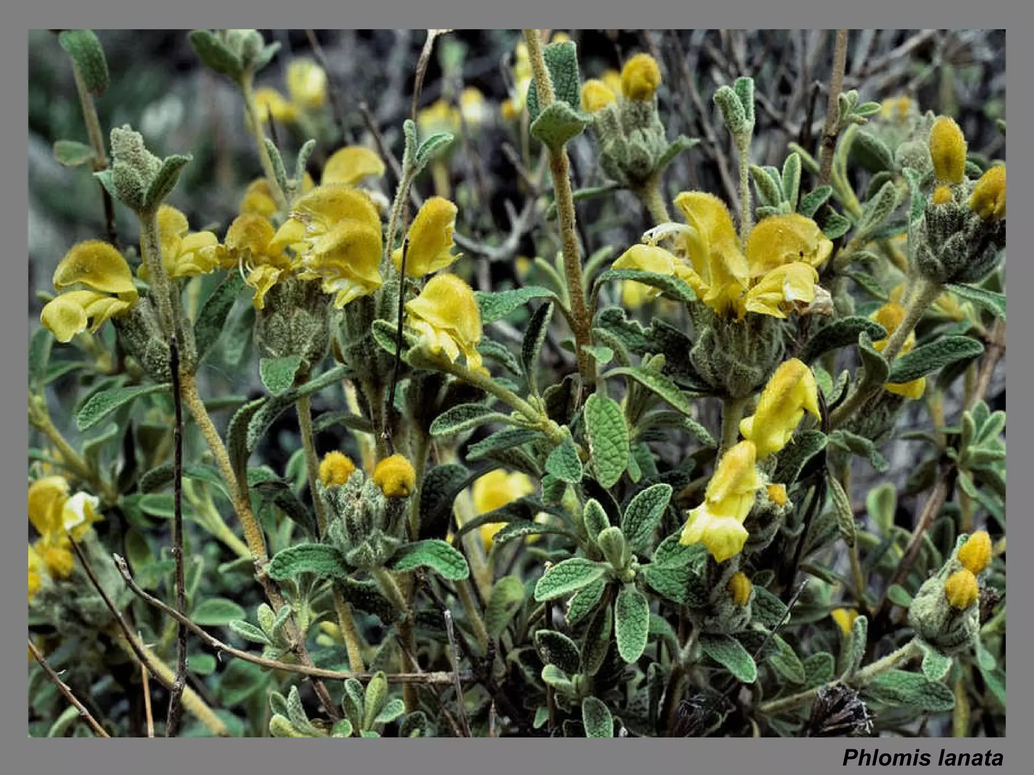 Phlomis lanata 