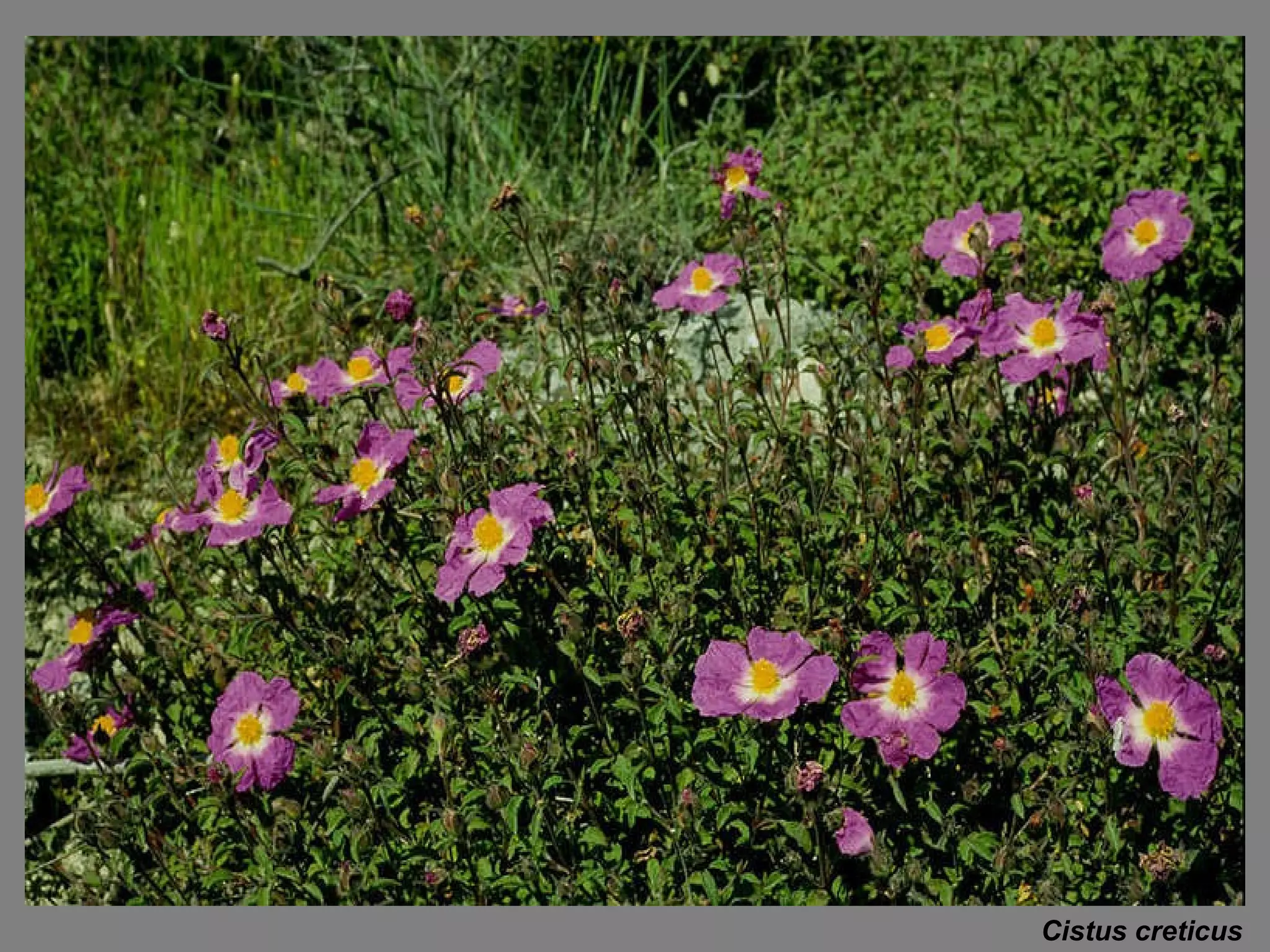 Cistus creticus 