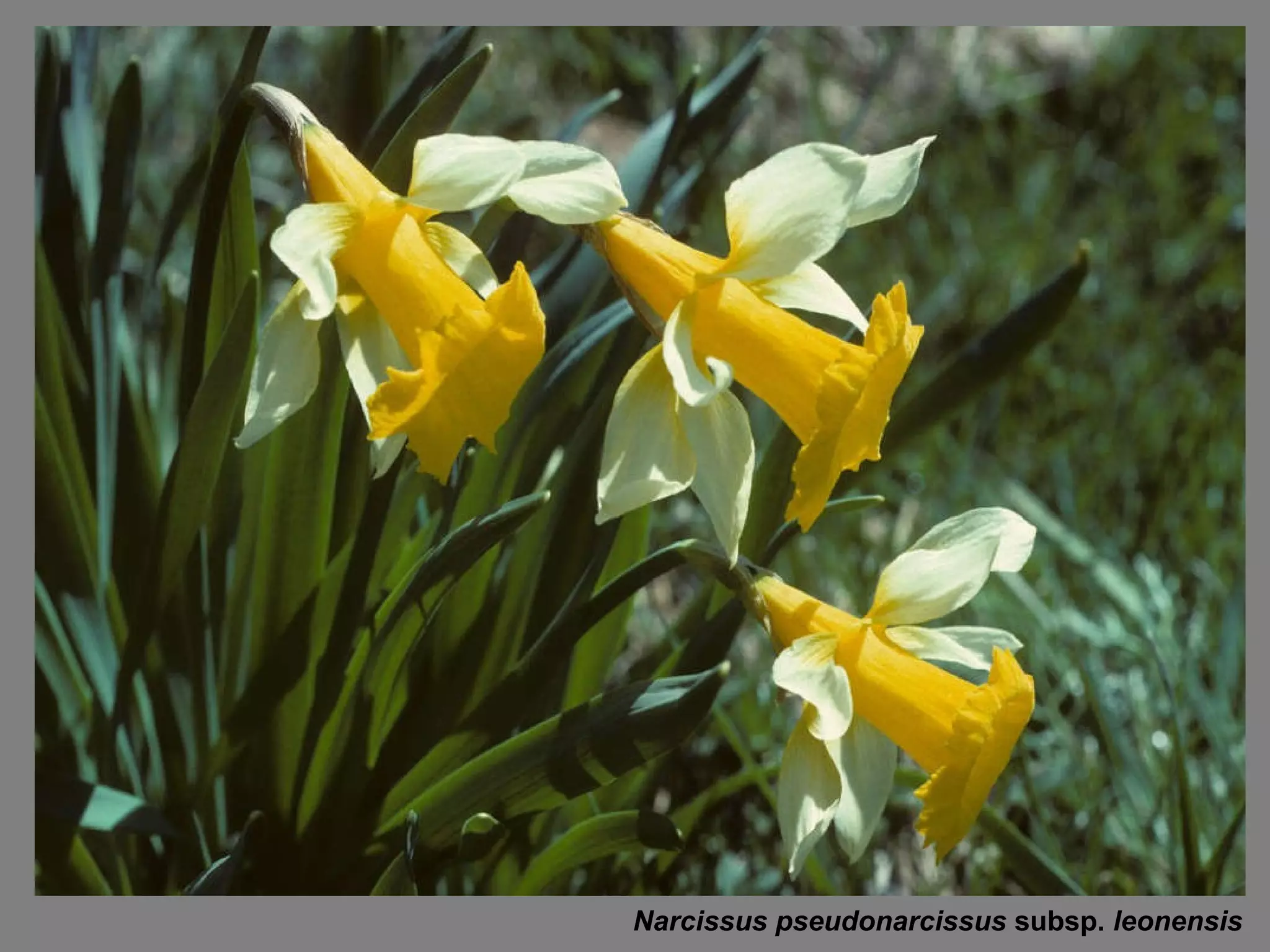 Narcissus pseudonarcissus  subsp.  leonensis 