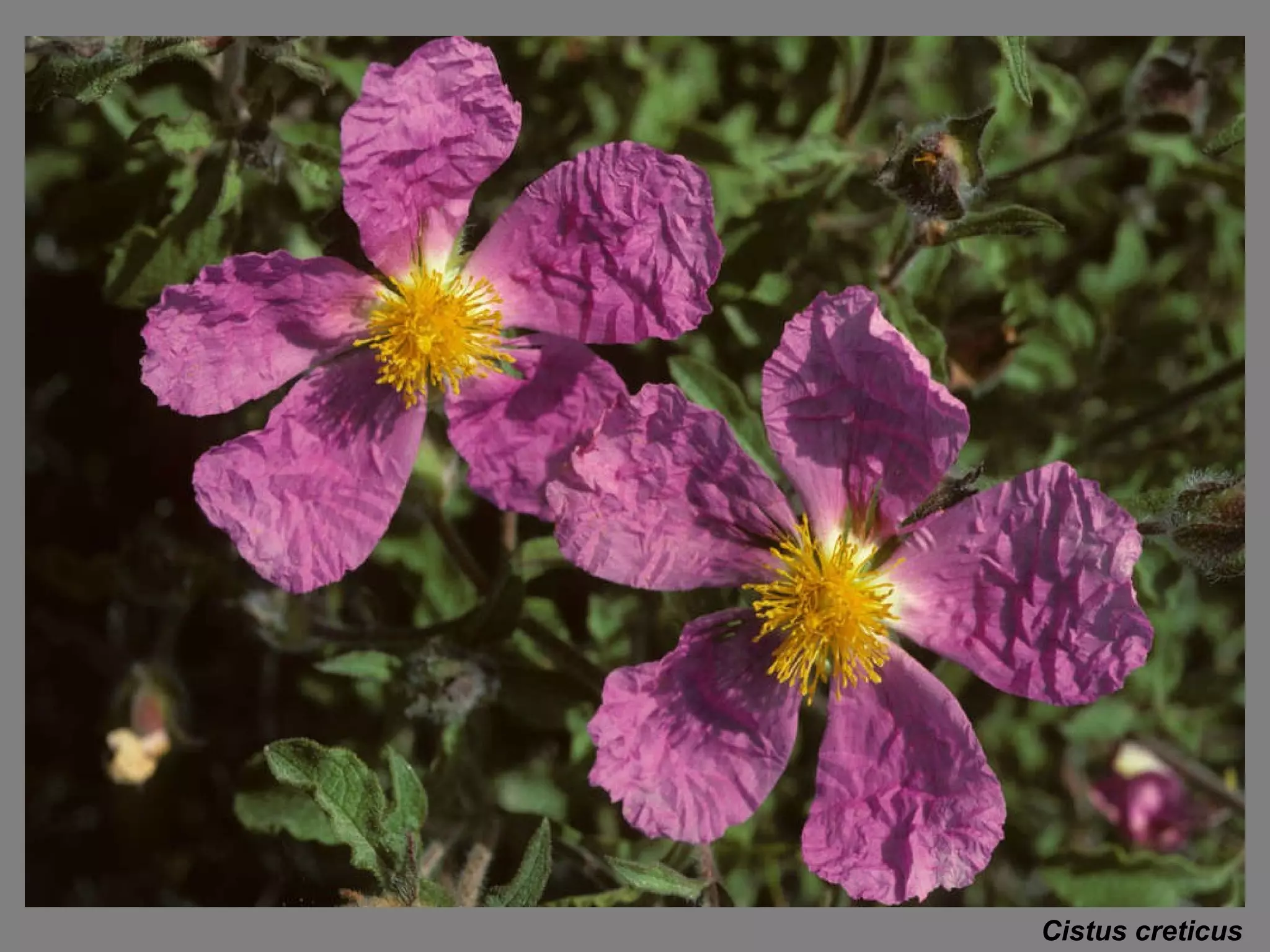 Cistus creticus 