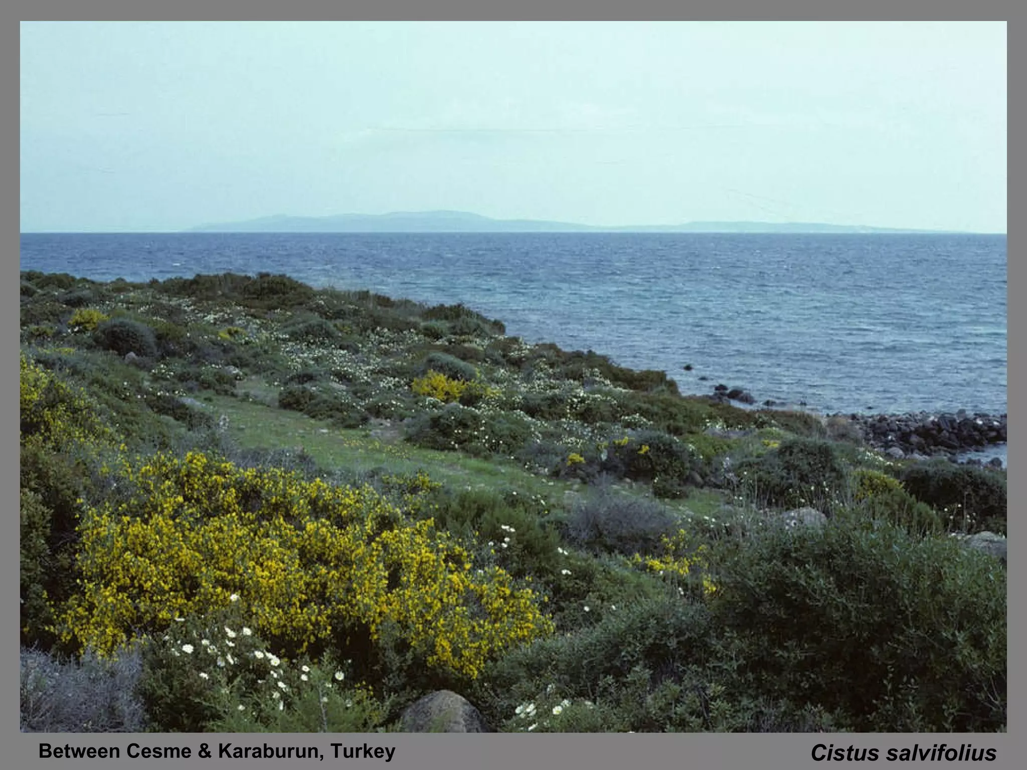Cistus salvifolius Between Cesme & Karaburun, Turkey  