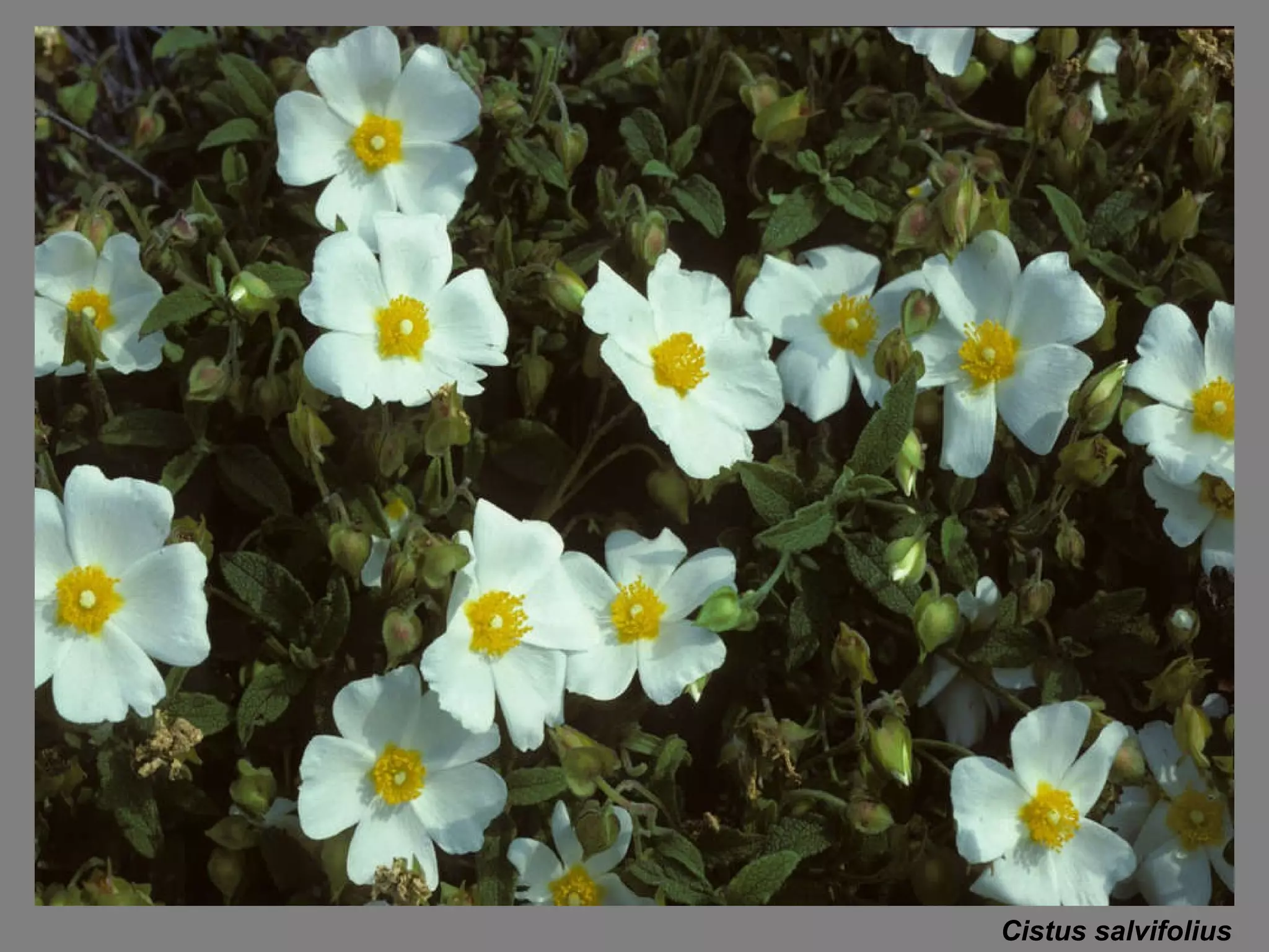 Cistus salvifolius 