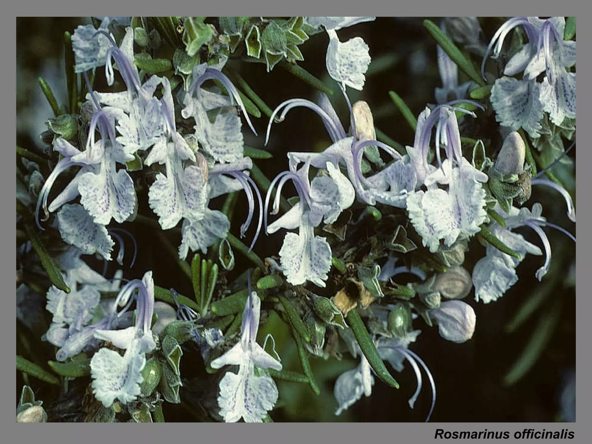 Rosmarinus officinalis 