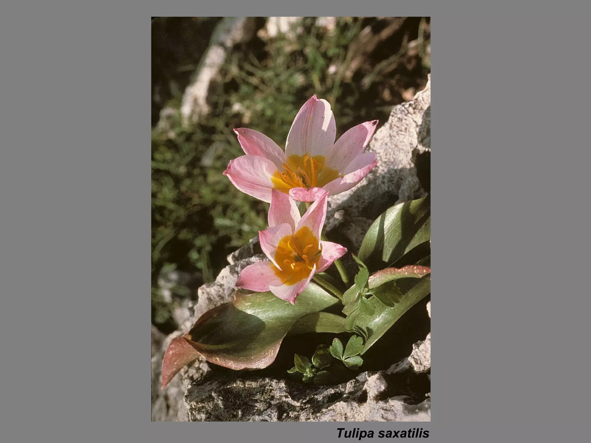 Tulipa saxatilis 