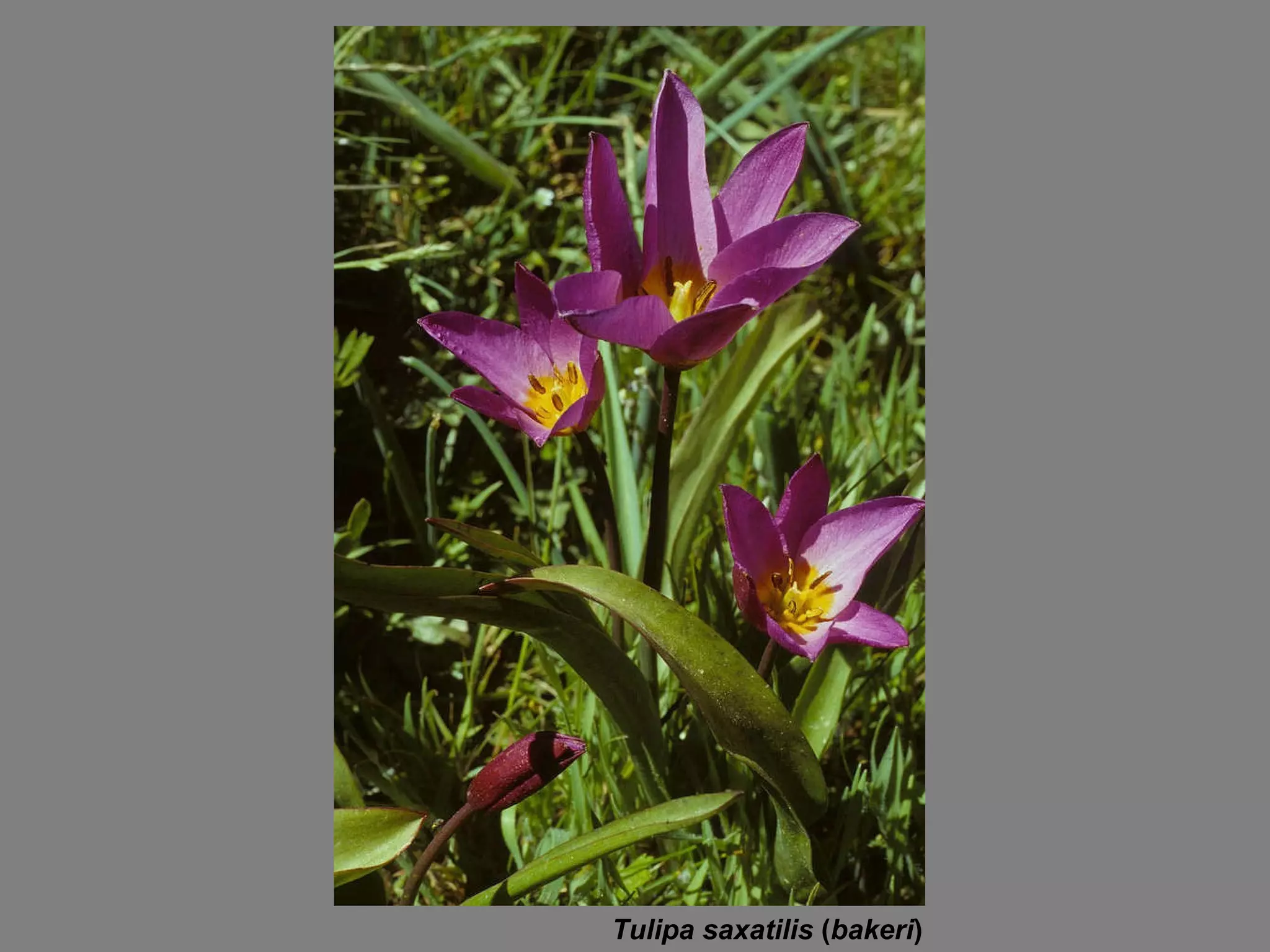 Tulipa saxatilis  ( bakeri ) 