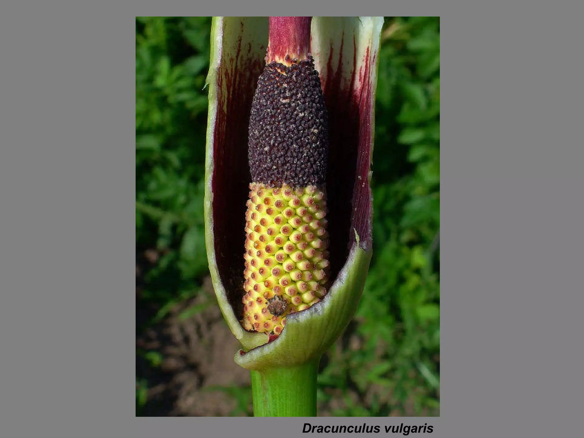 Dracunculus vulgaris 