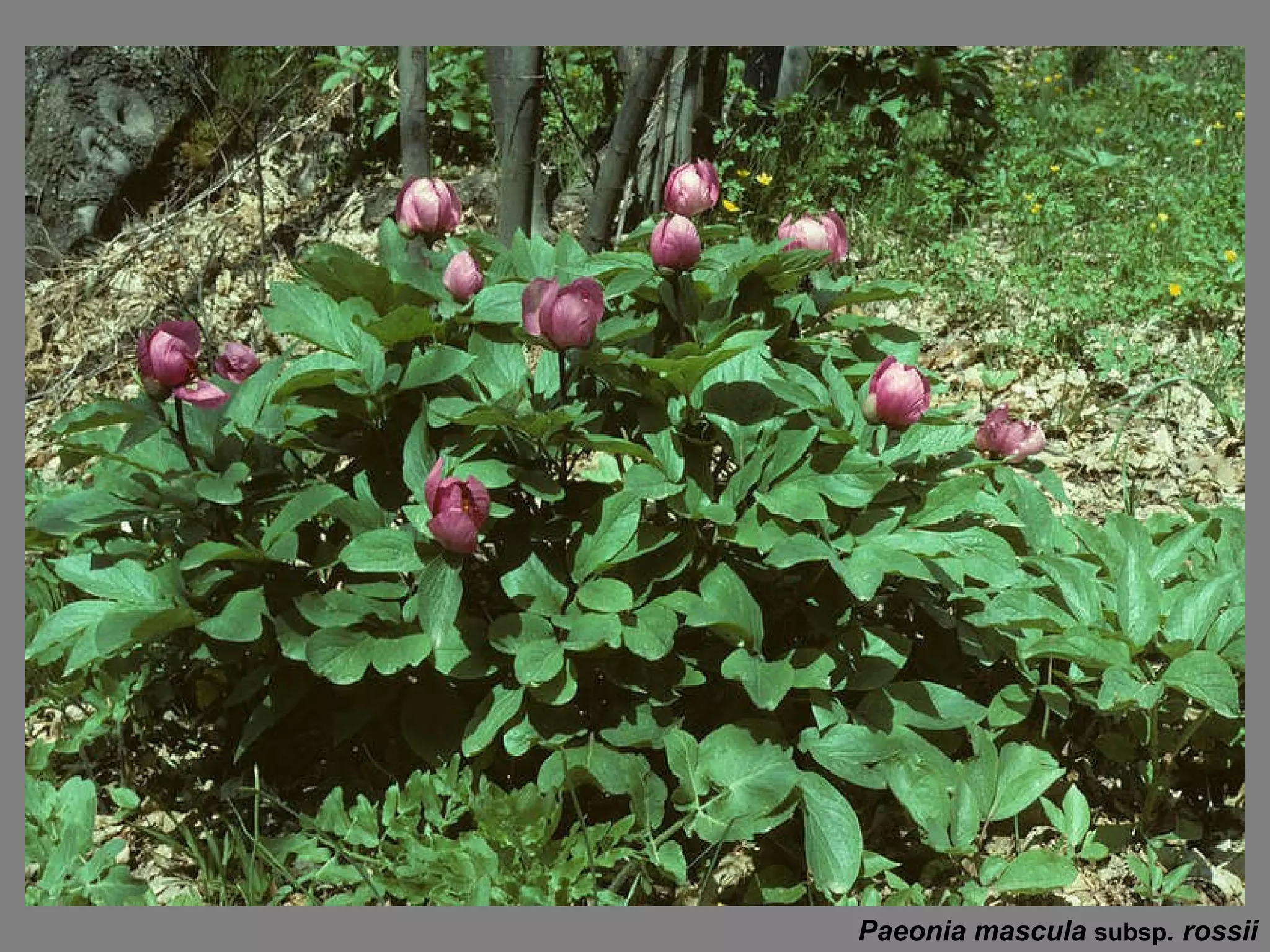 Paeonia mascula  subsp . rossii 