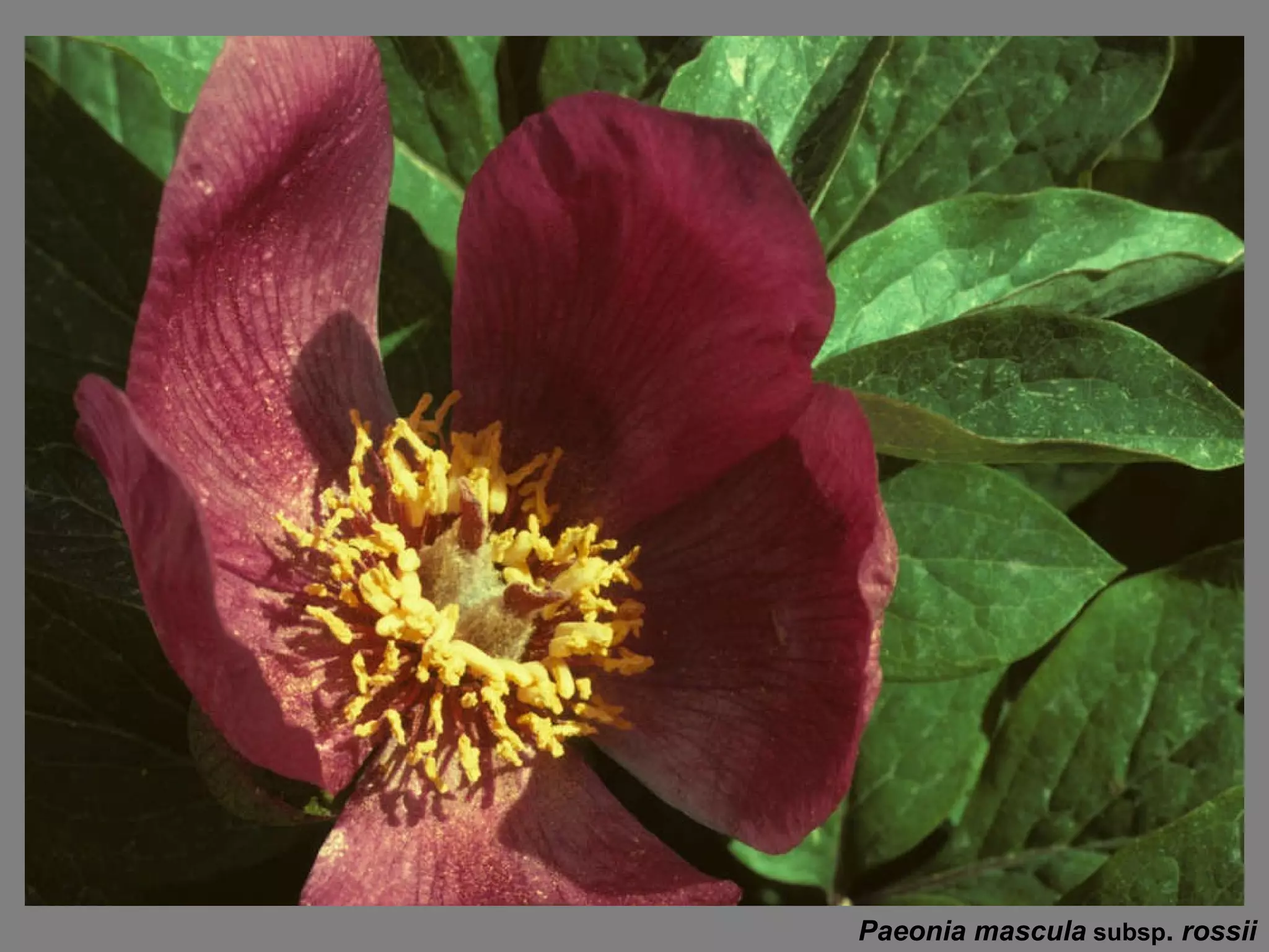Paeonia mascula   subsp .  rossii 