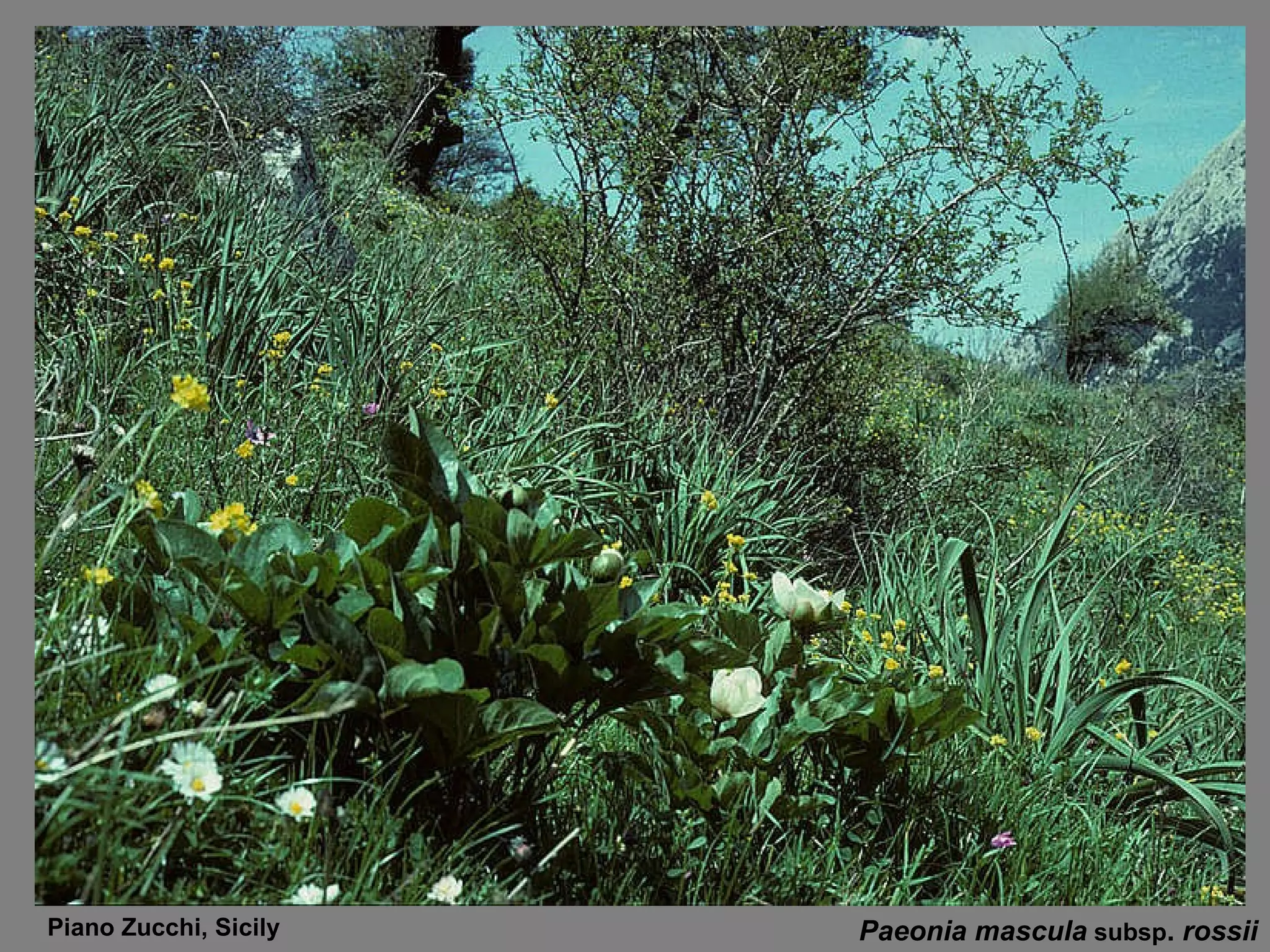 Paeonia mascula   subsp .  rossii Piano Zucchi, Sicily 