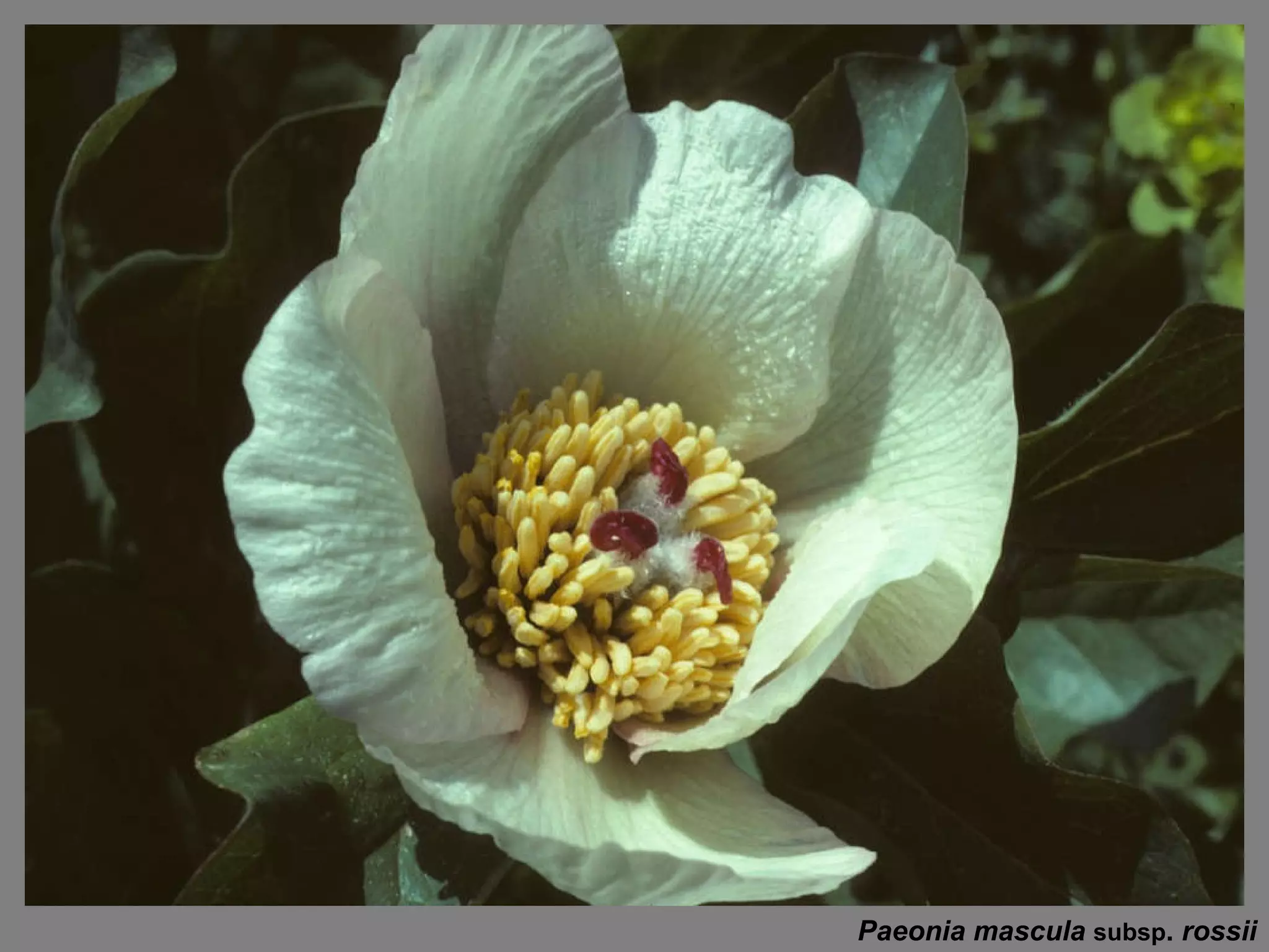 Paeonia mascula  subsp .  rossii 