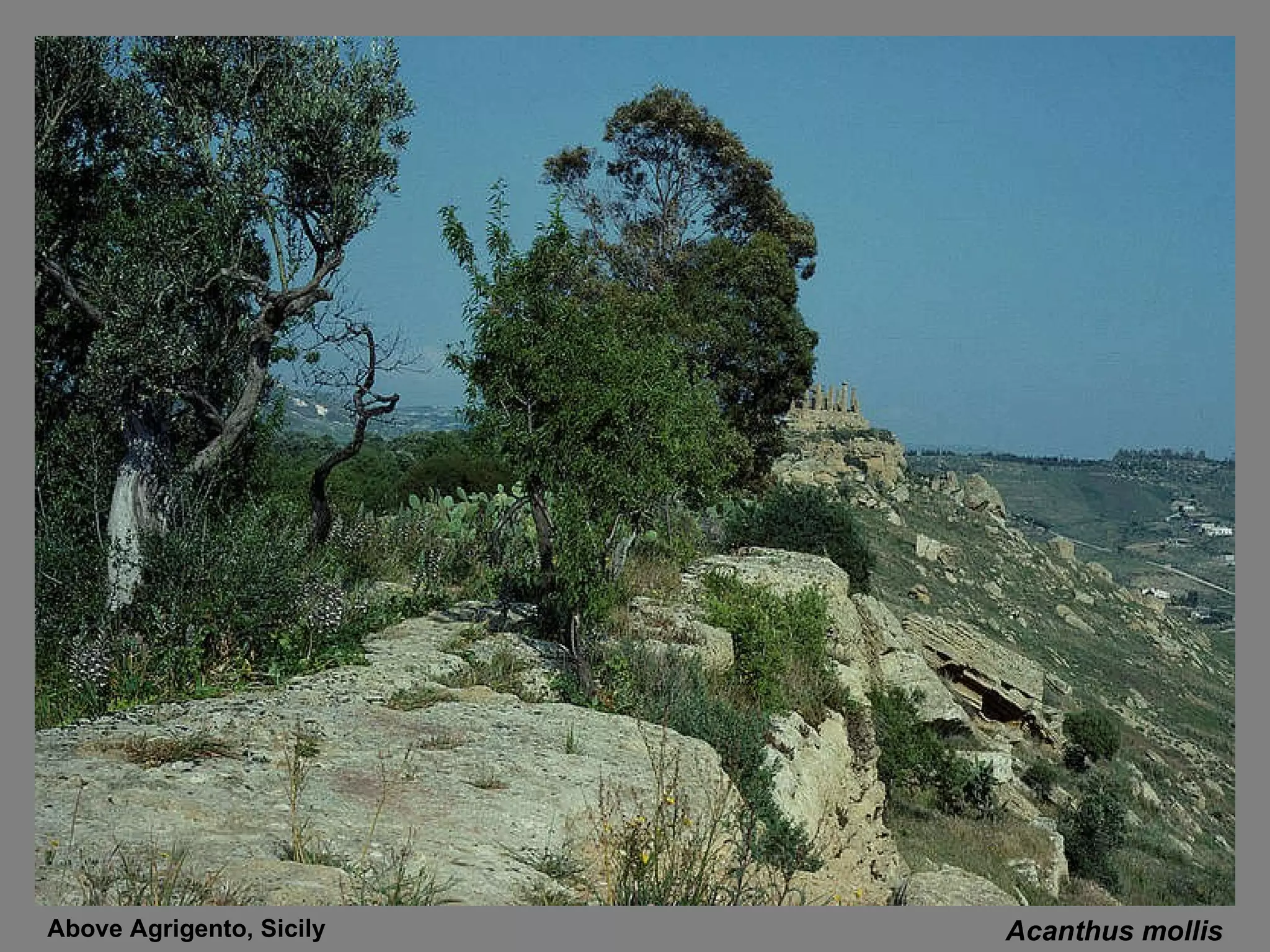Acanthus mollis Above Agrigento, Sicily 
