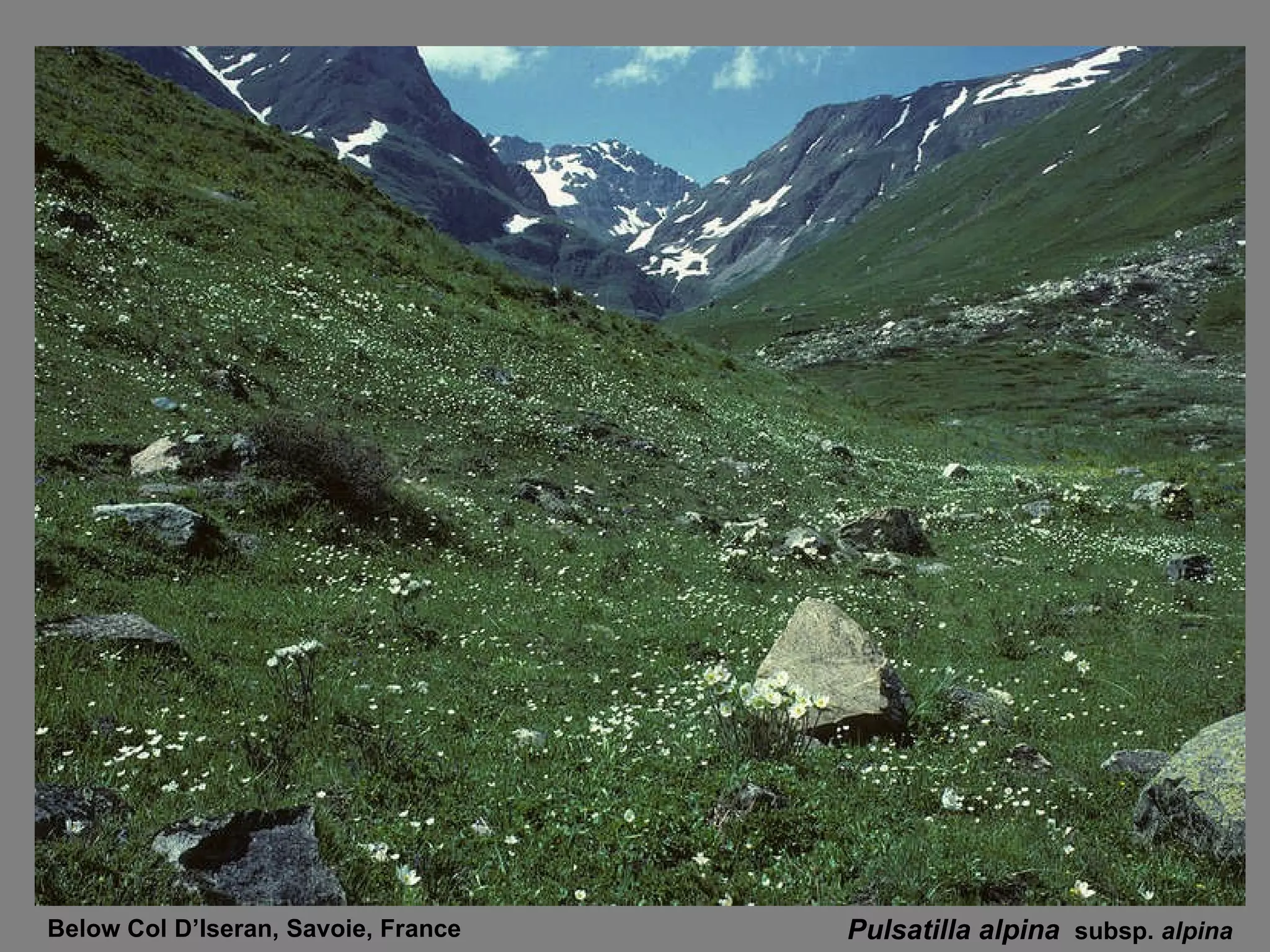 Pulsatilla alpina  subsp.  alpina Below Col D’Iseran, Savoie, France  